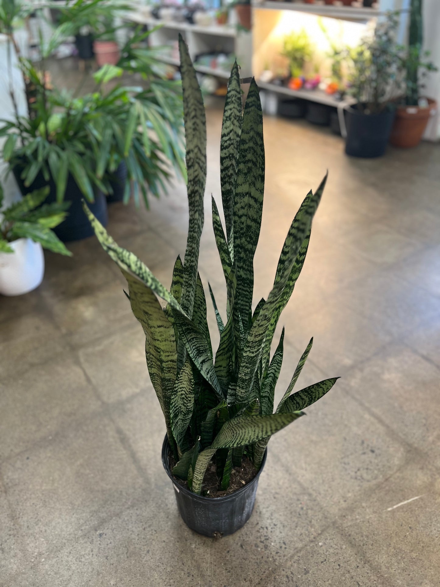 Sansevière Zeylanica