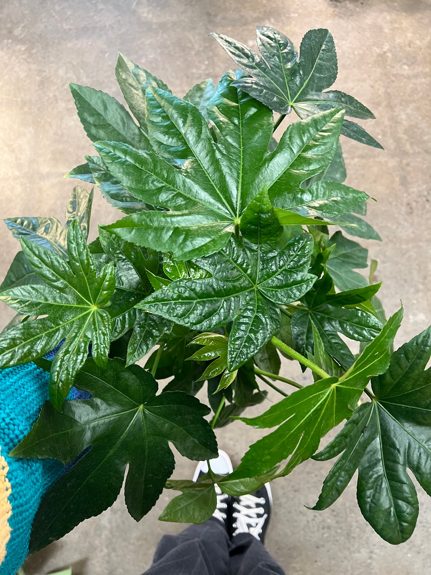 Fatsia Japonica