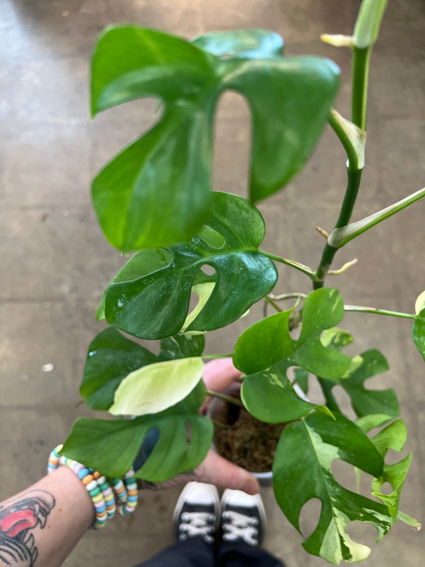 Rhaphidophora Tetrasperma Variegated