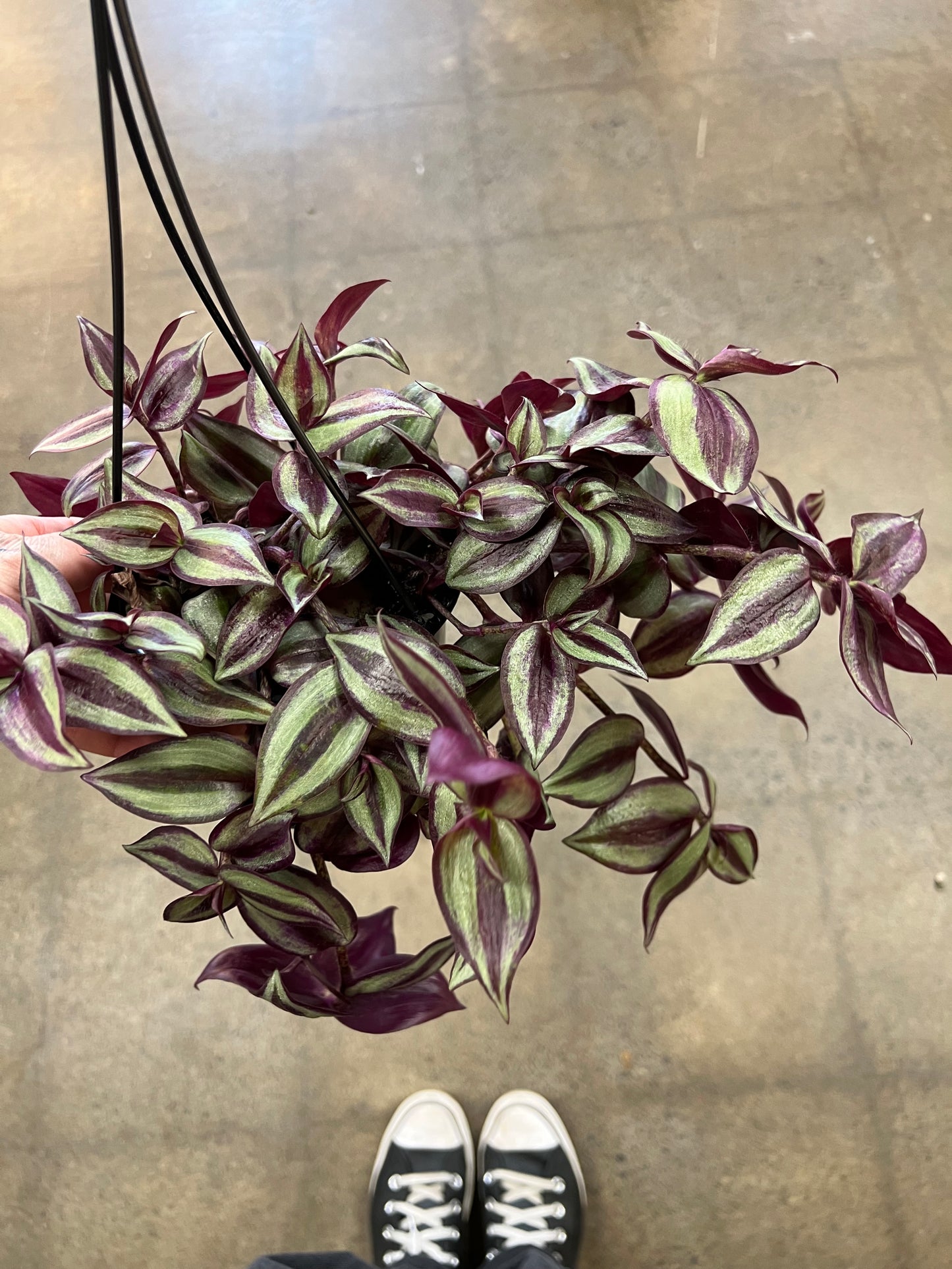 Tradescantia Zebrina