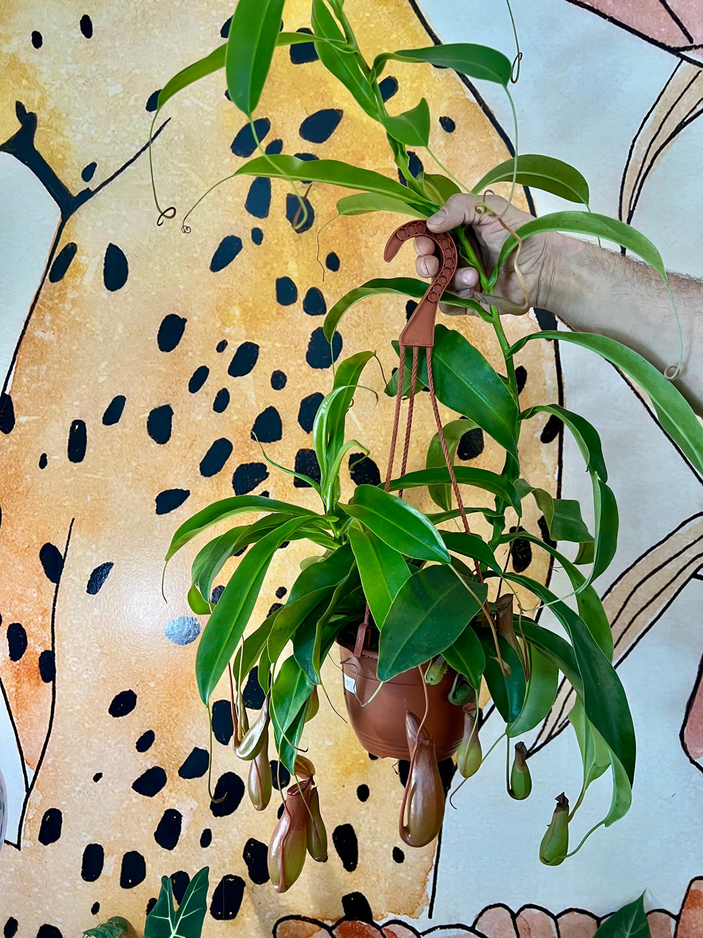 Nepenthes Alata