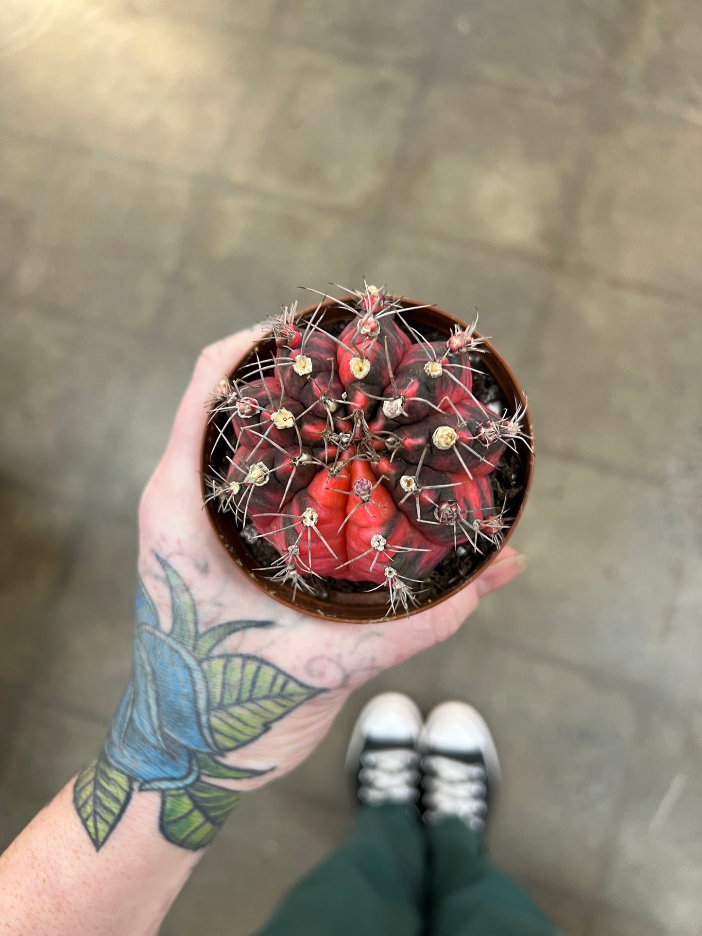 Gymnocalycium Mihanovichii Variegated