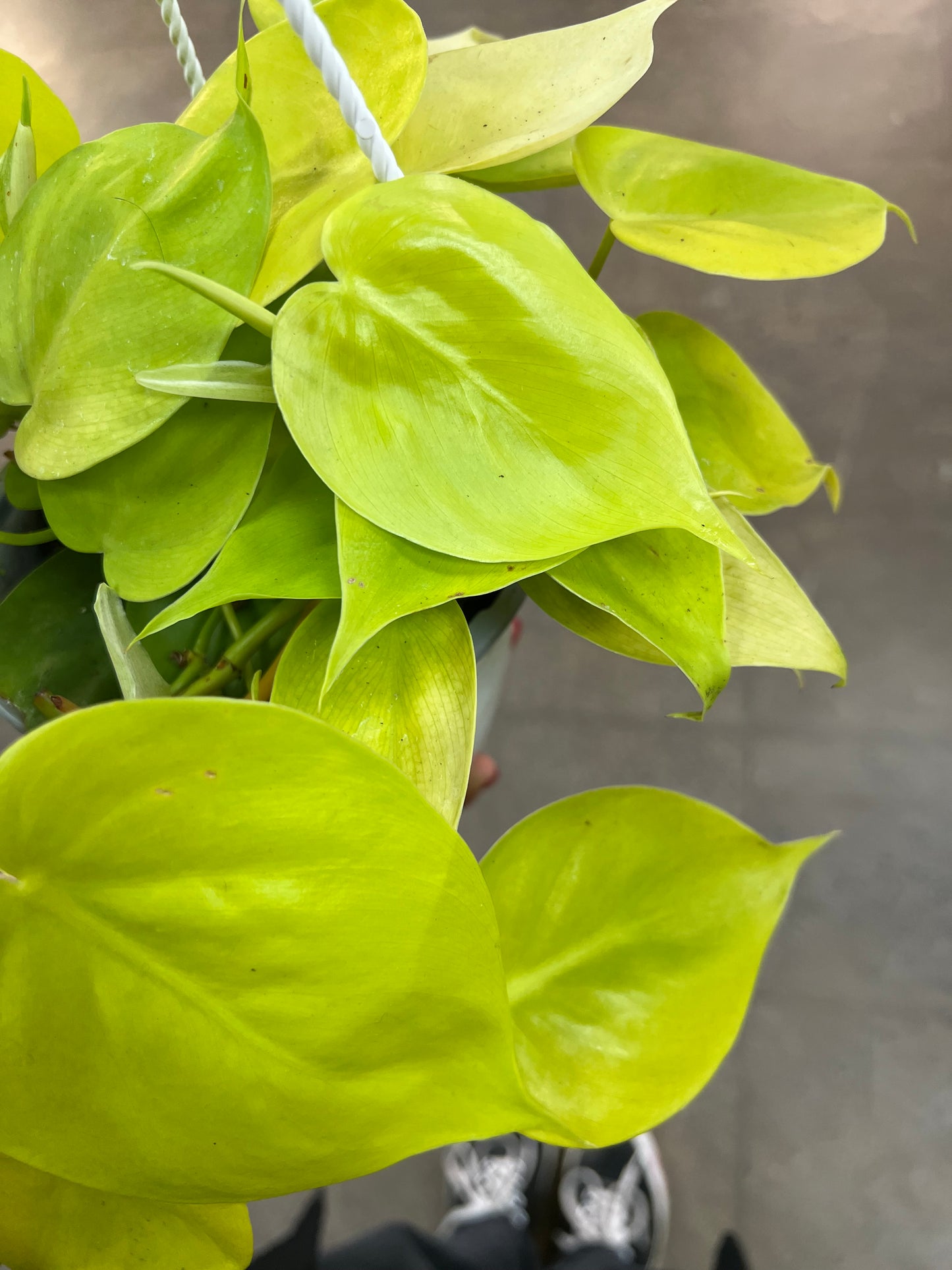 Philodendron Lemon Lime