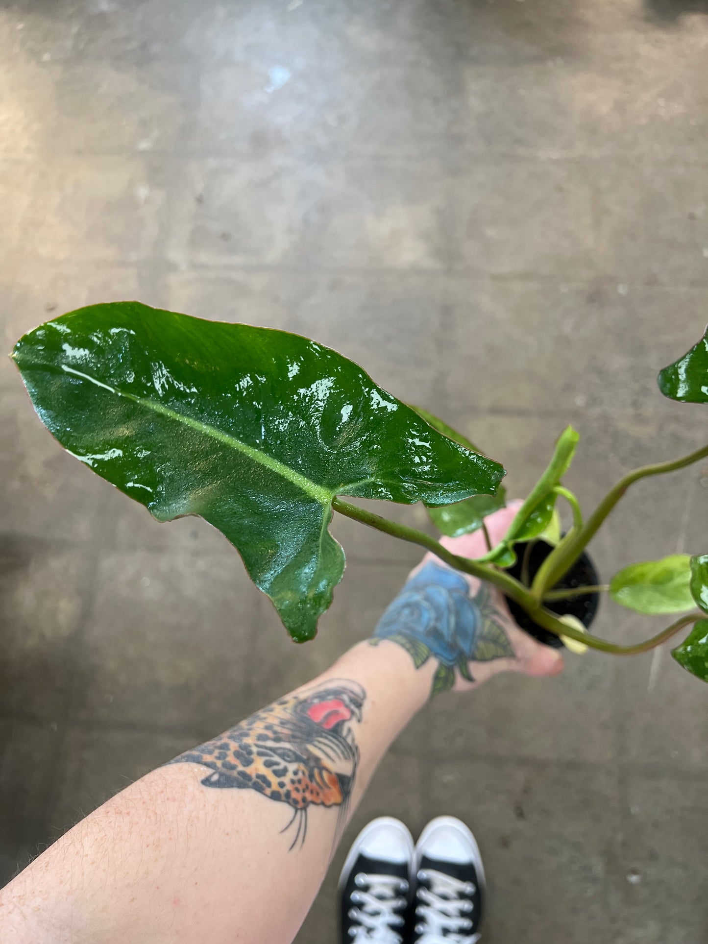 Philodendron Paradiso Verde