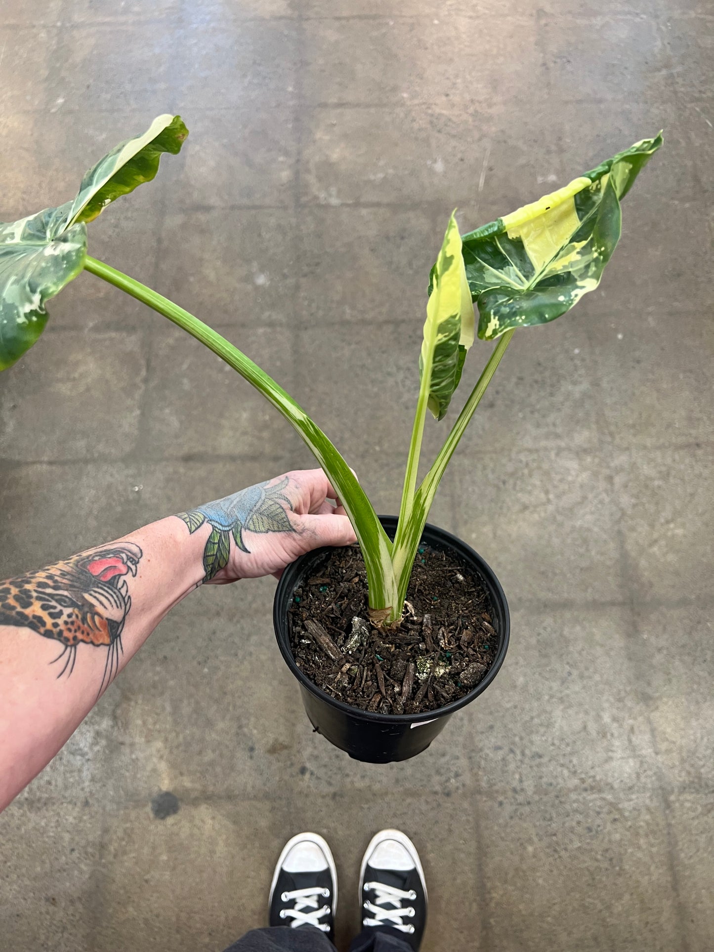 Alocasia Appaloosa Variegata