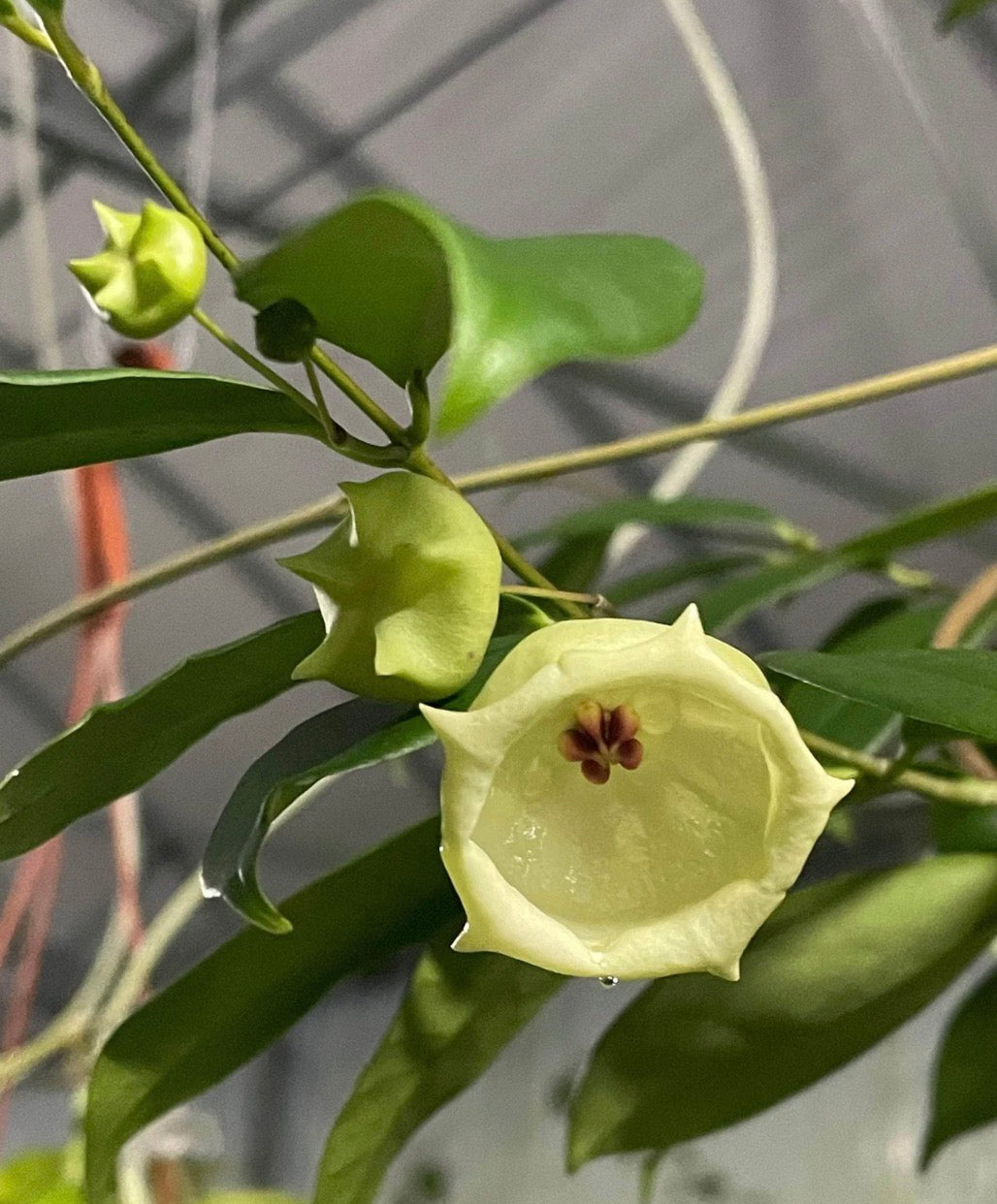 Hoya Wallichii