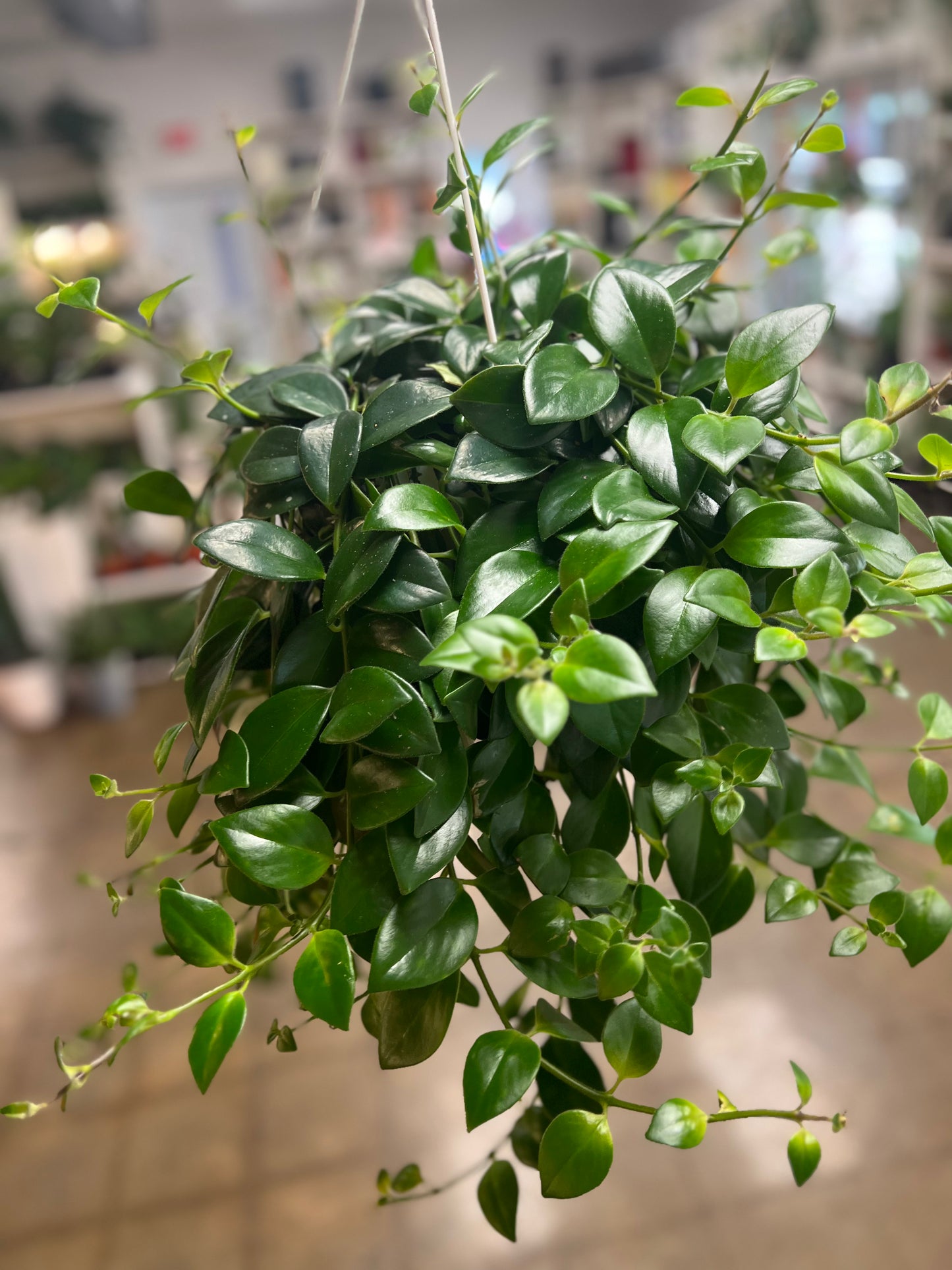 Aeschynanthus Mona lisa