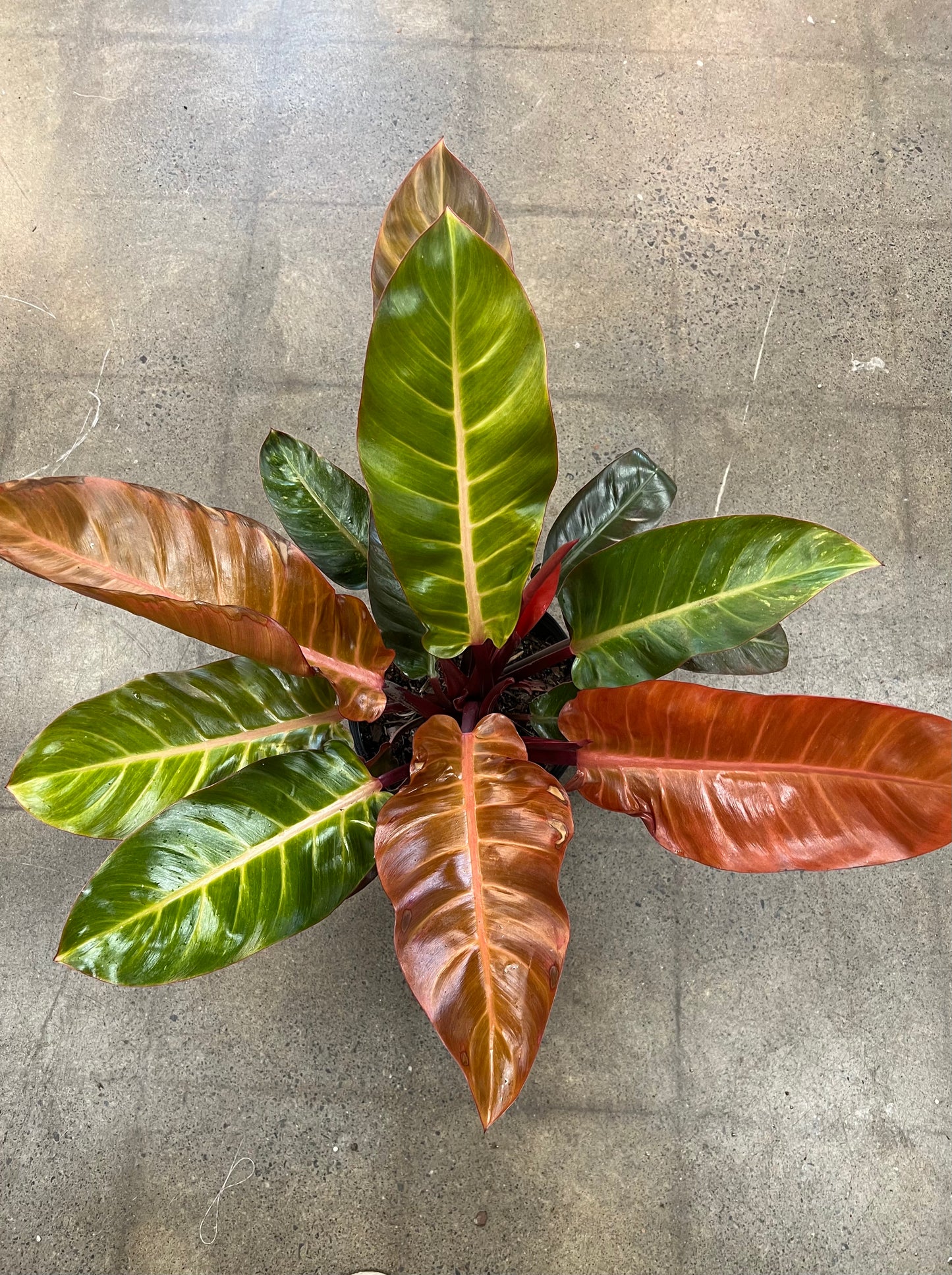 Philodendron Kathleen