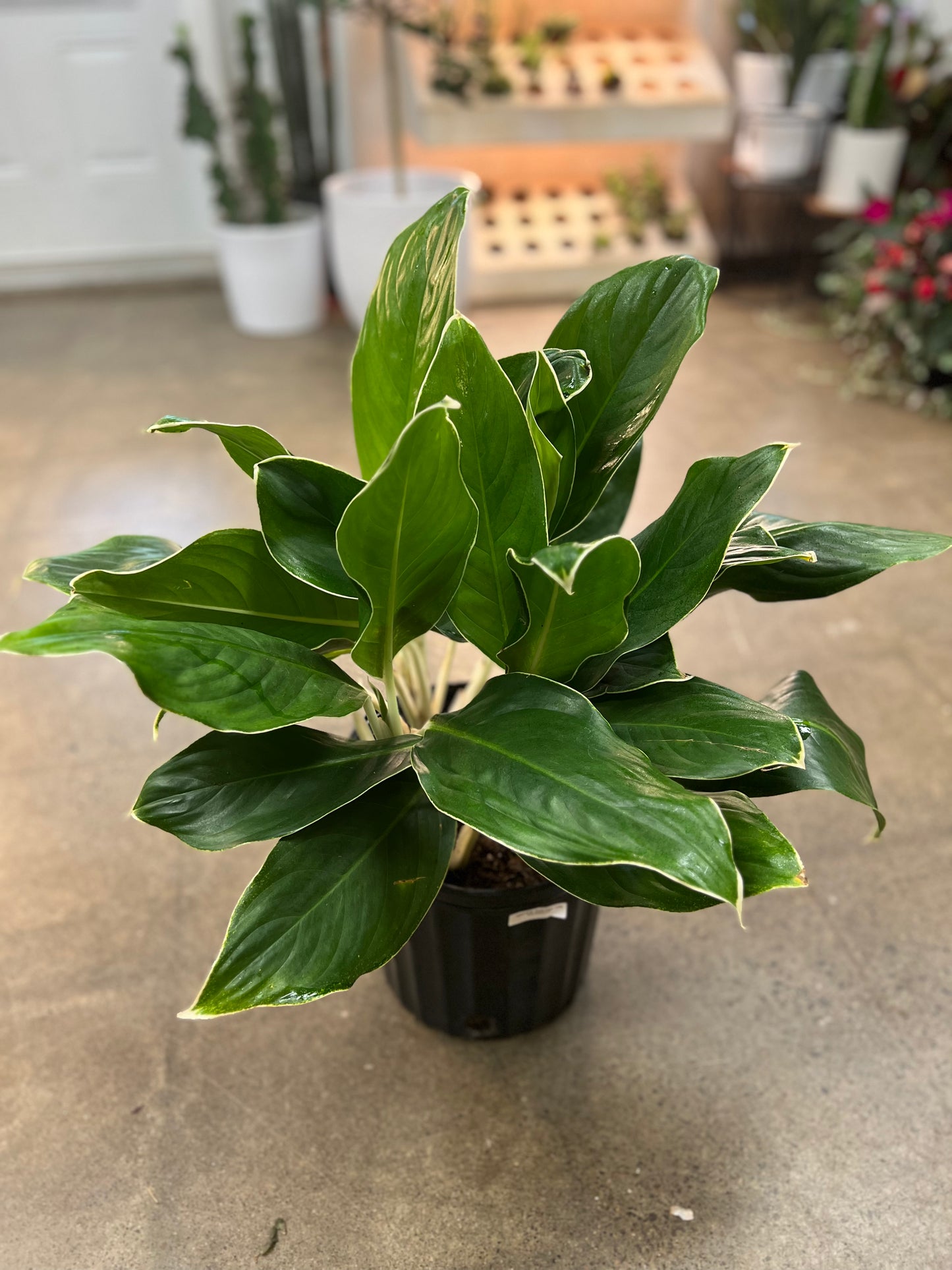 Aglaonema White Edge