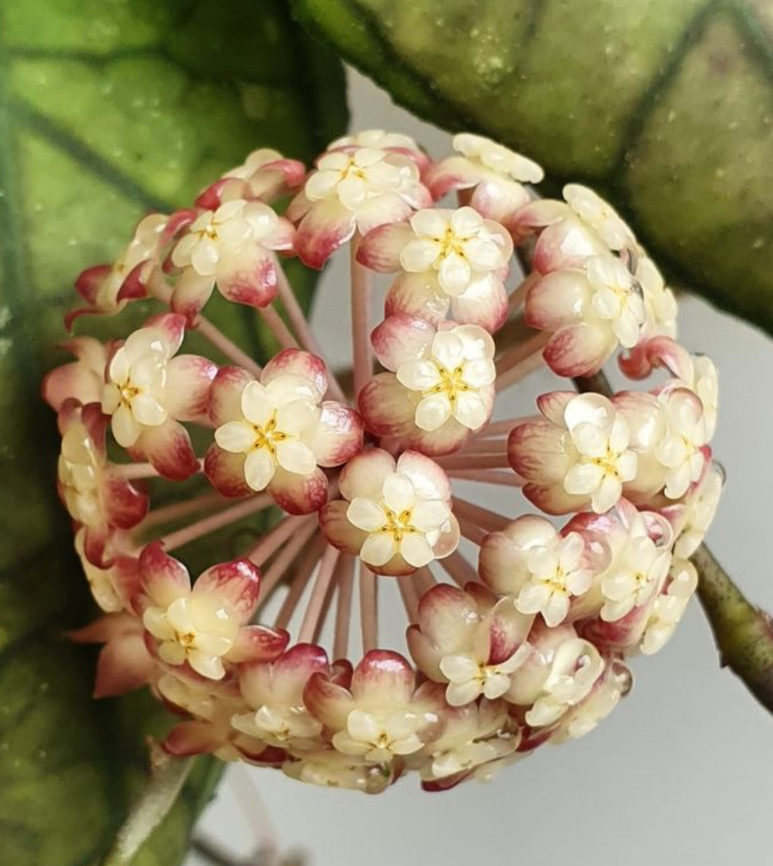 Hoya Finlaysonii