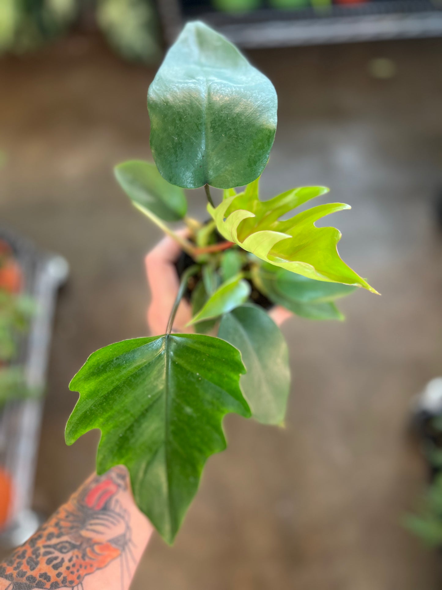 Philodendron Mayoi