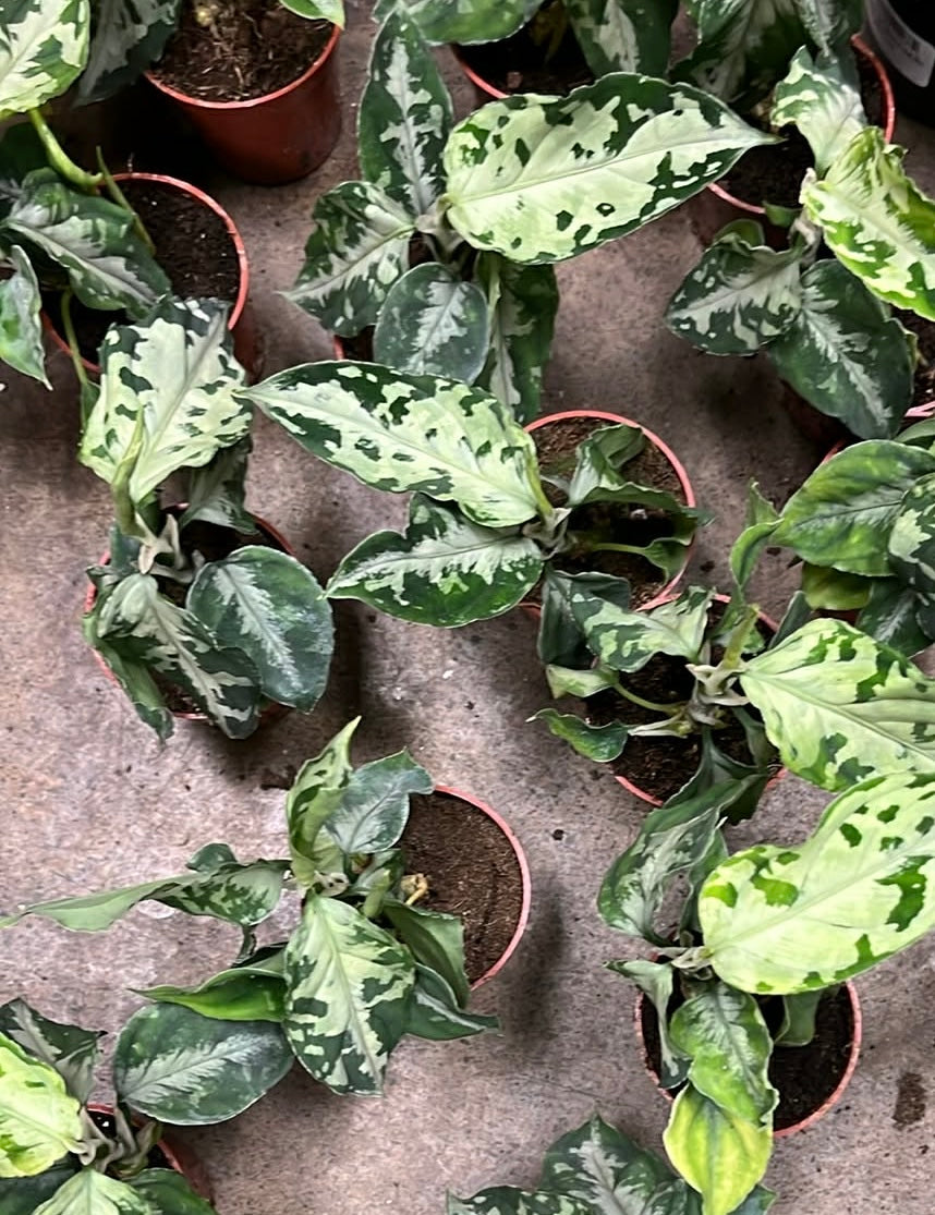 Aglaonema Pictum Tricolor White Flame