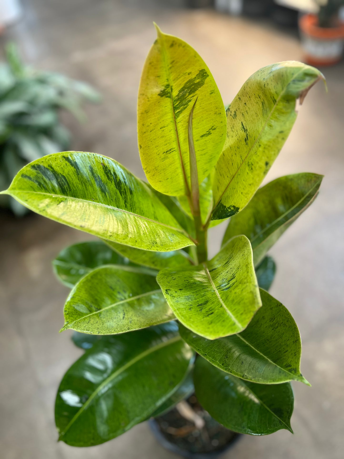 Ficus Shivereana Moonshine