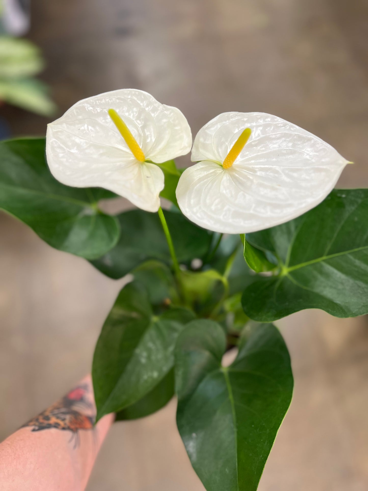 White Anthurium