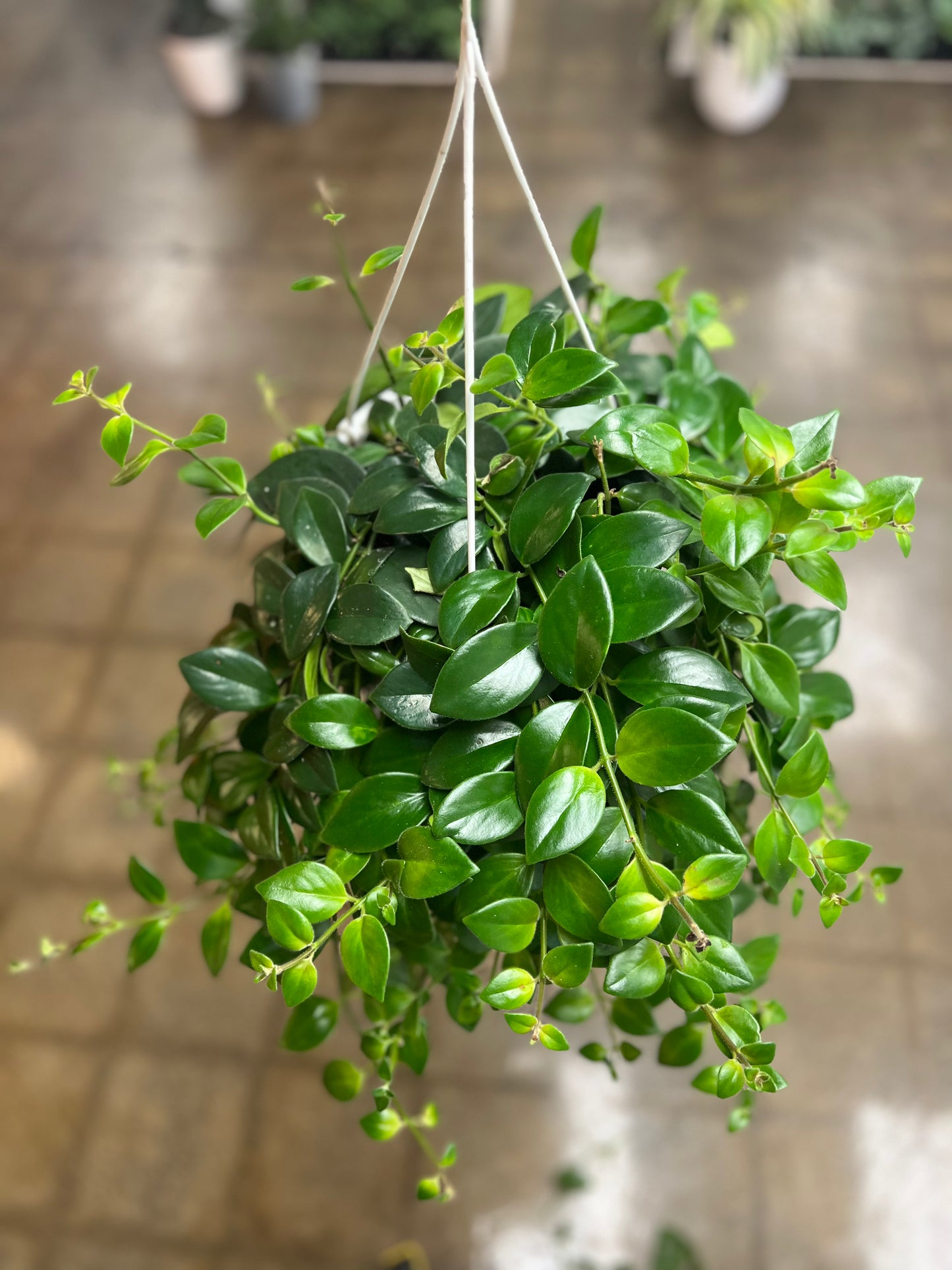 Aeschynanthus Mona lisa