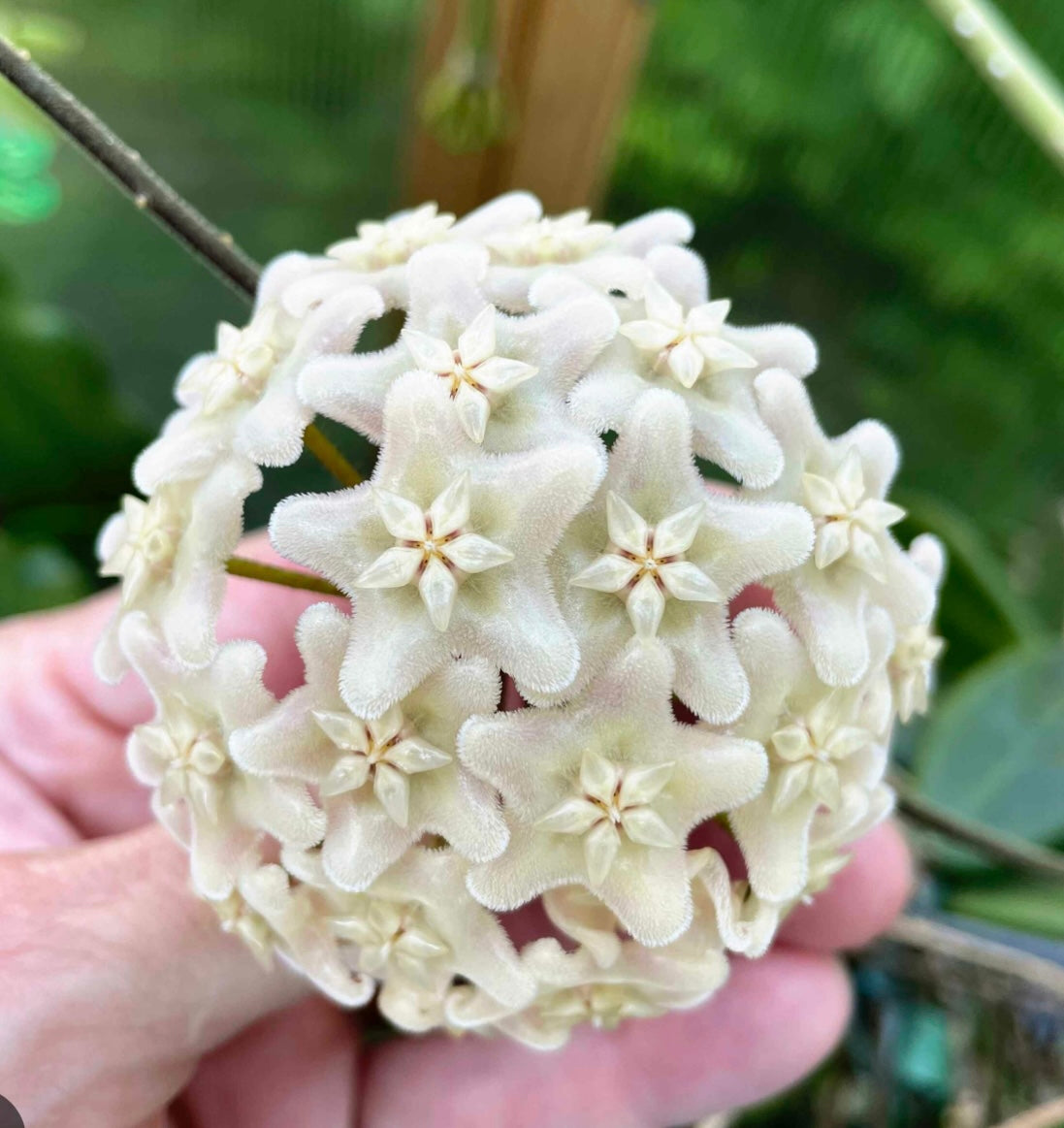 Hoya Vangviengiensis