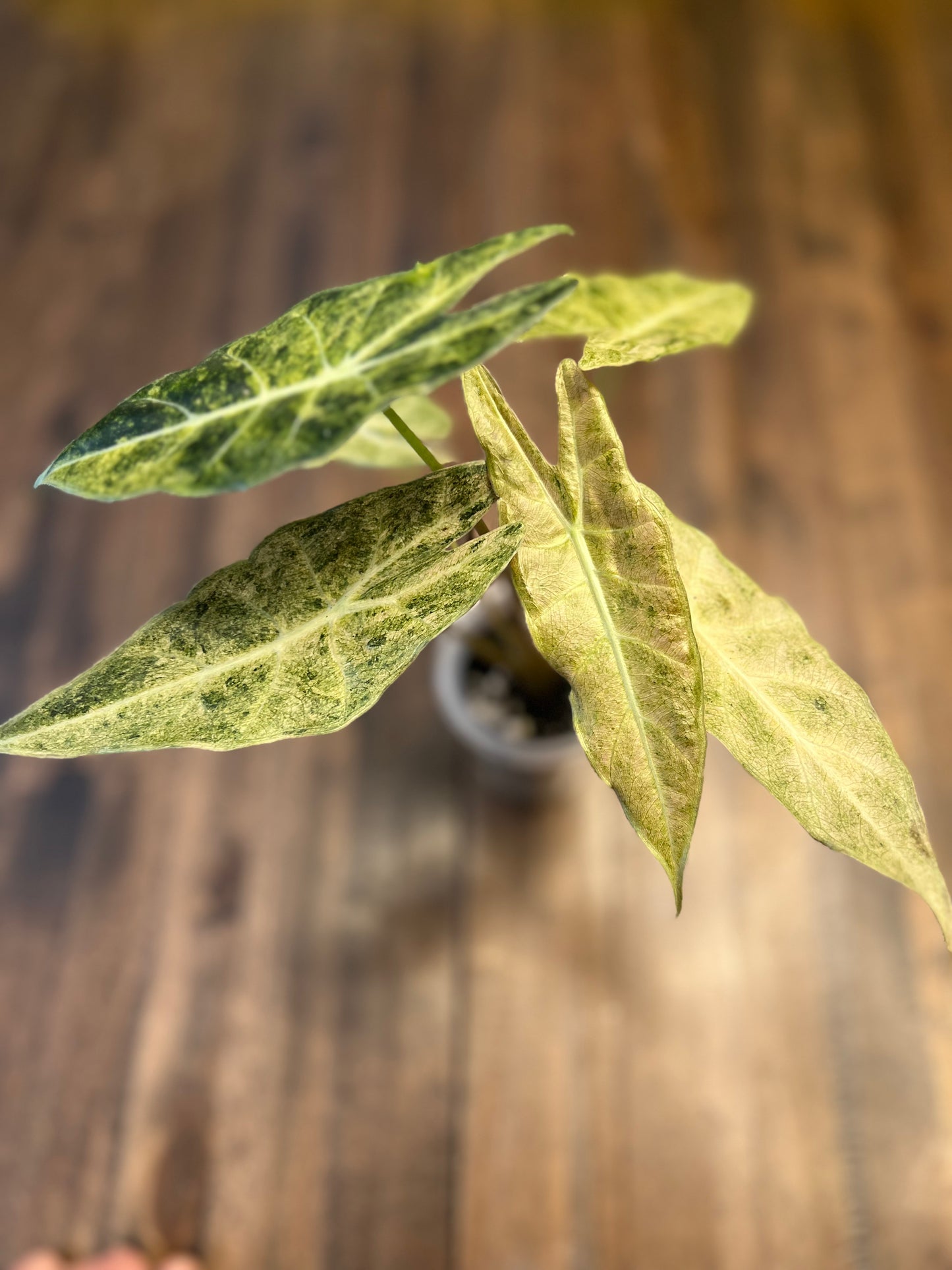 Alocasia Black Satun Pink Stardust