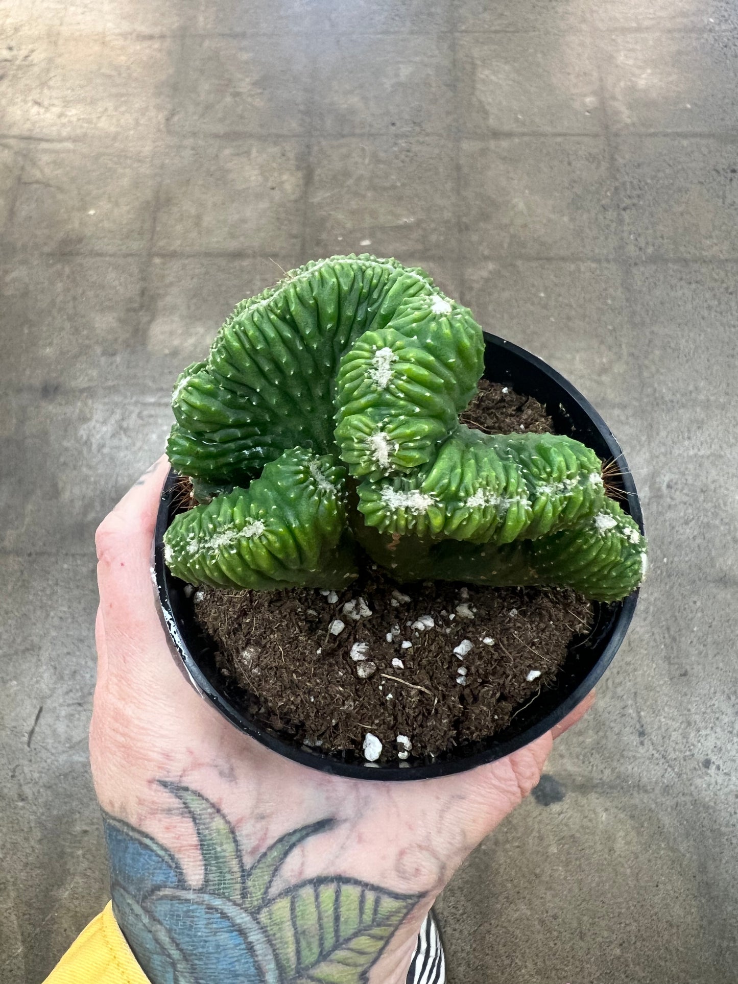 Cactus Coral Green