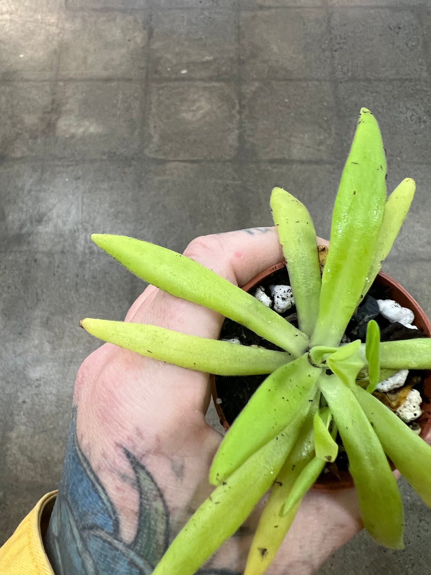Pinguicula Pink Moon Bob Beer