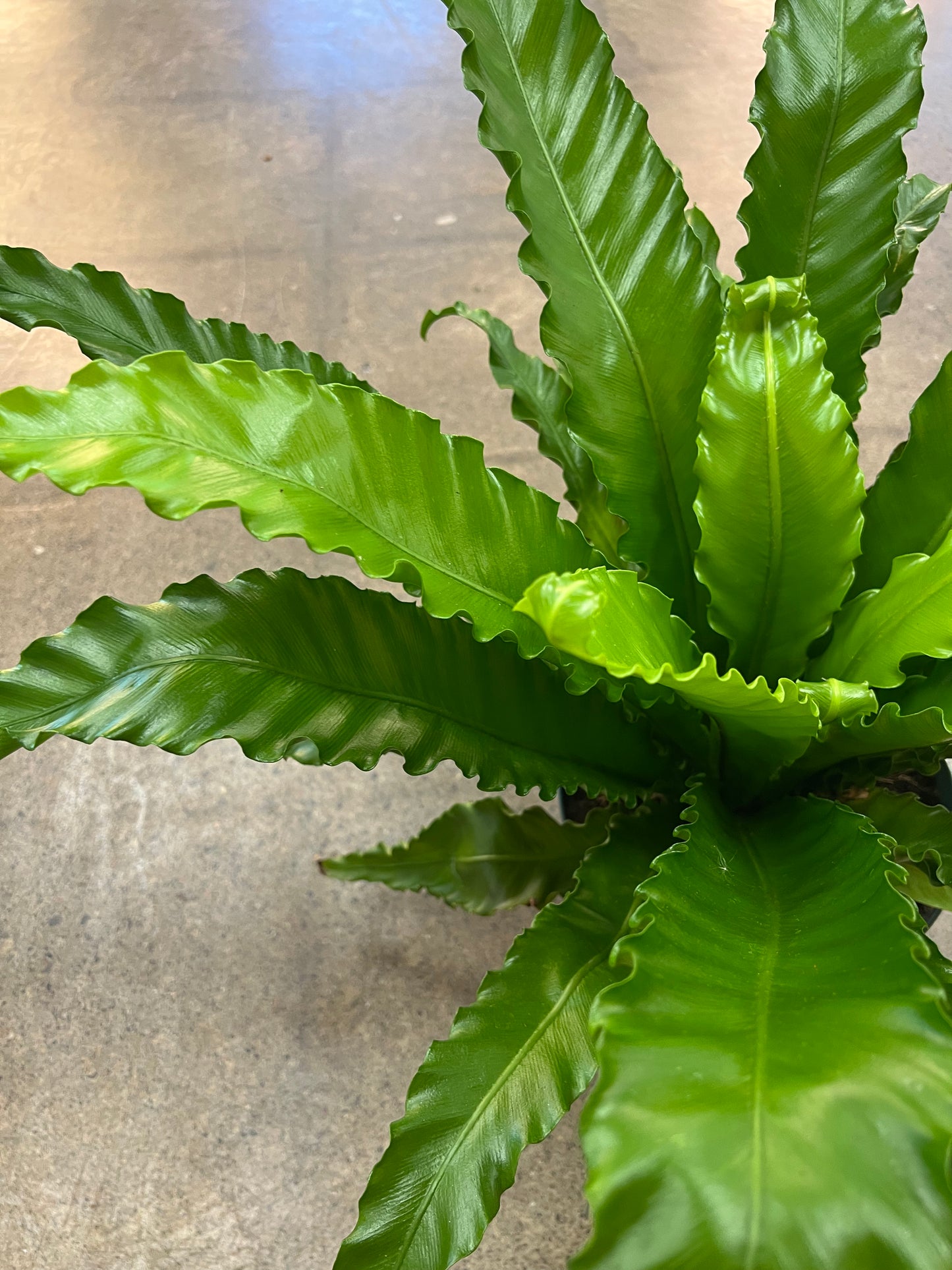 Fern Asplenium Birdnest