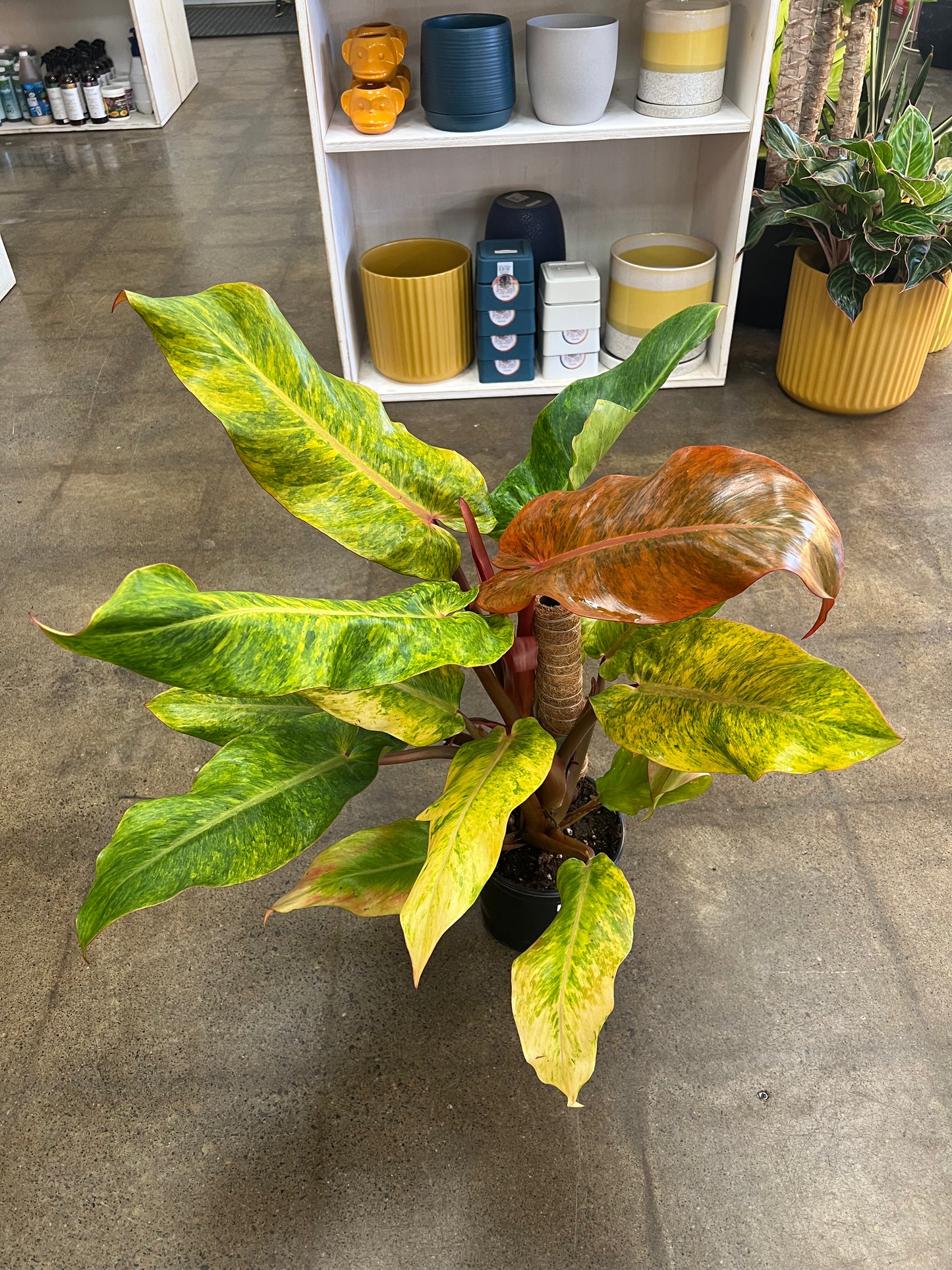 Philodendron Orange Marmalade