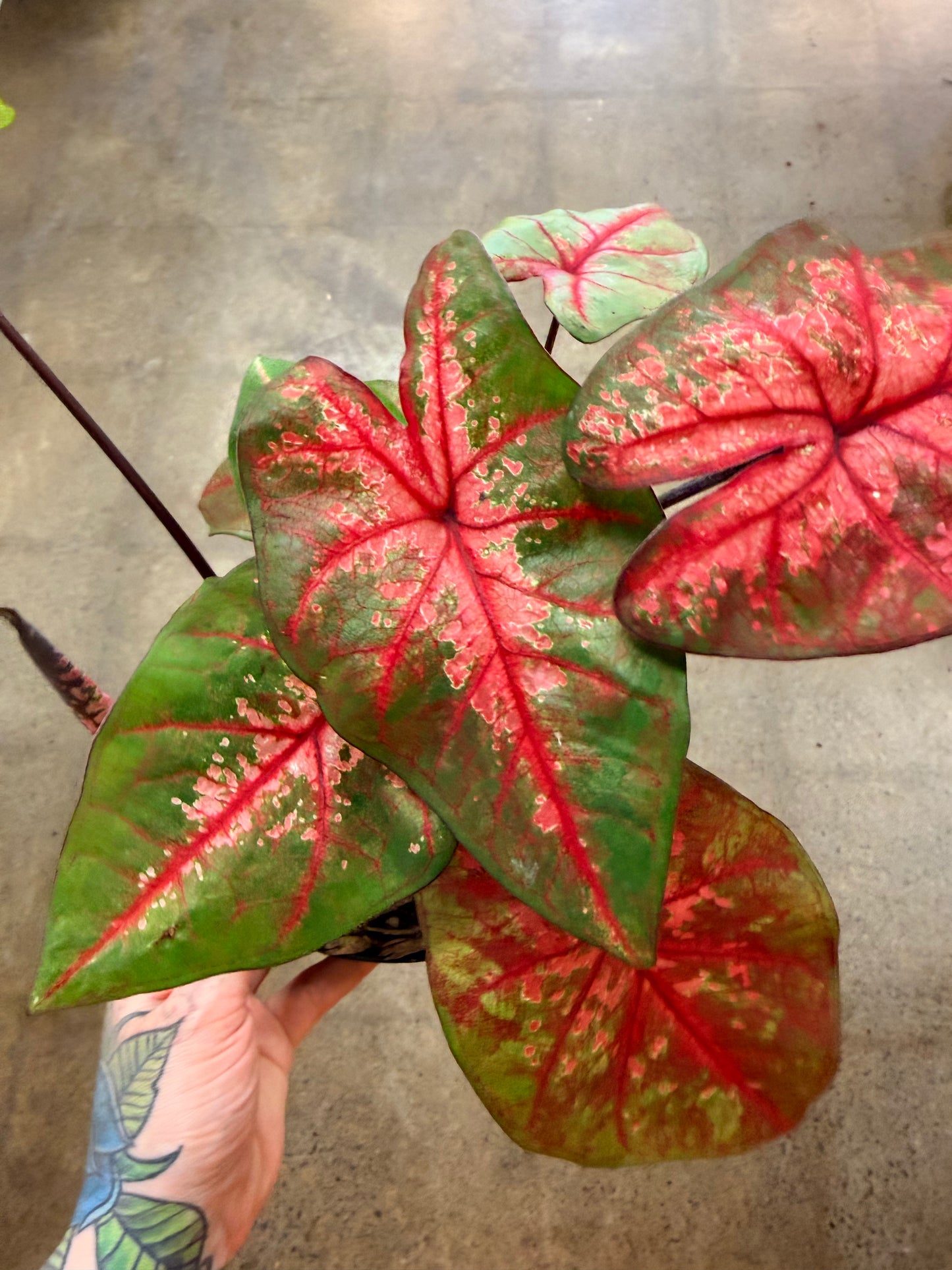 Caladium Lava Glow