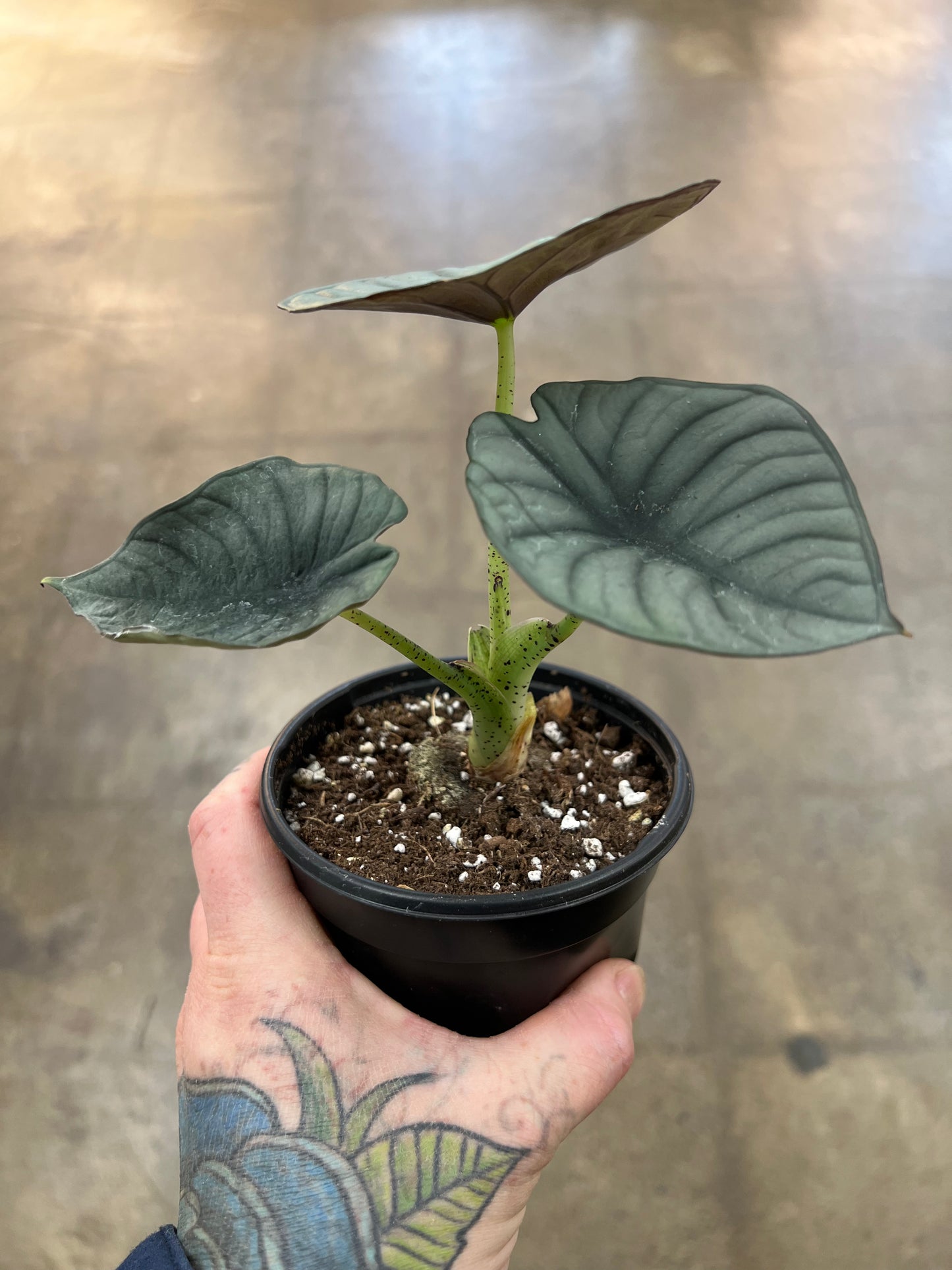 Alocasia Silver Nebula