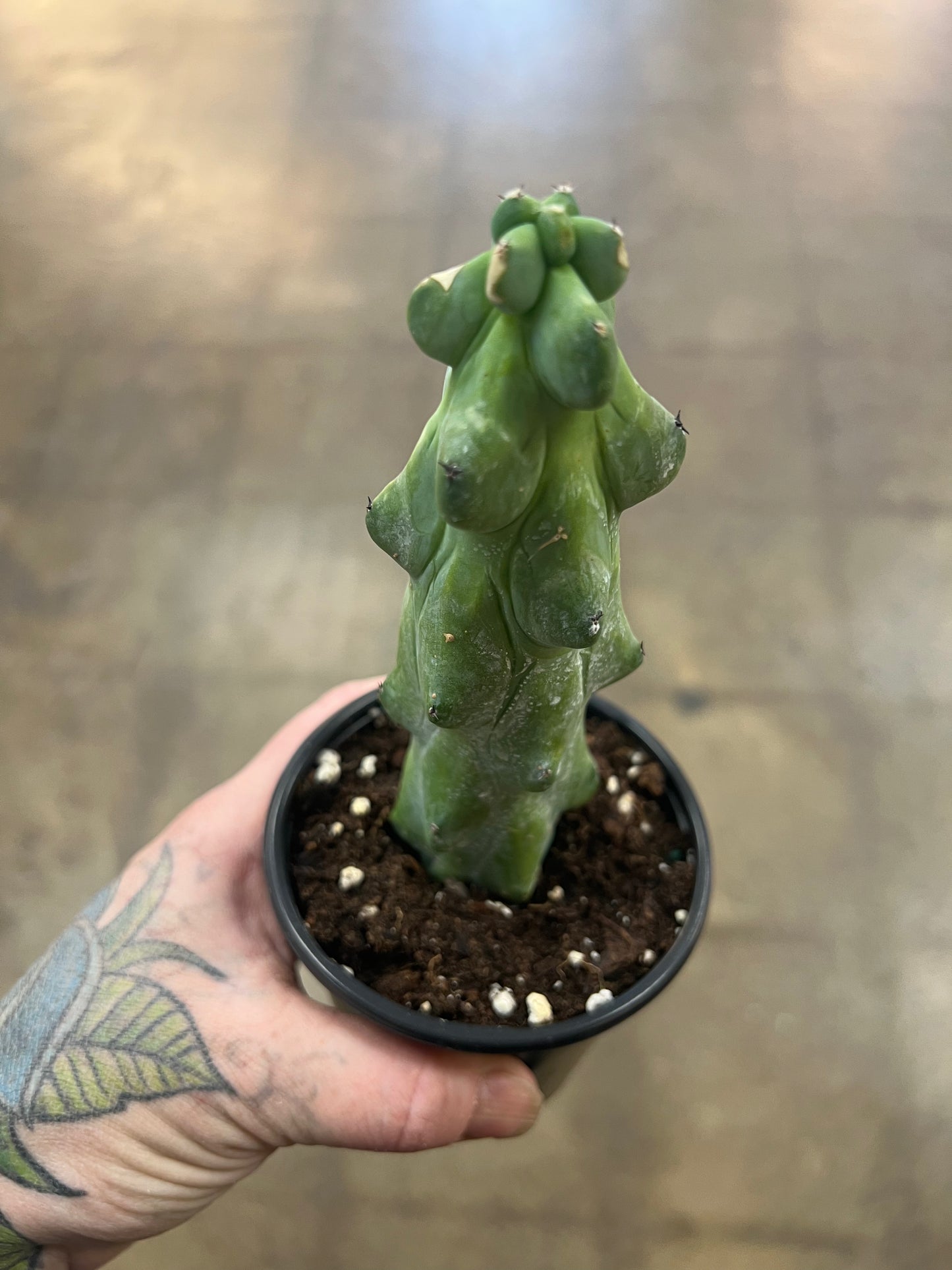 Cactus Boobie