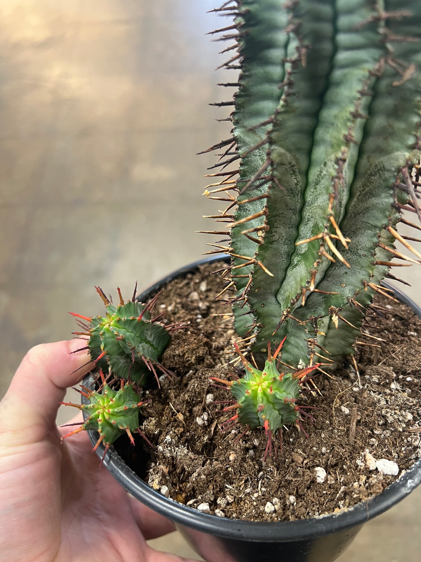Euphorbia Horrida