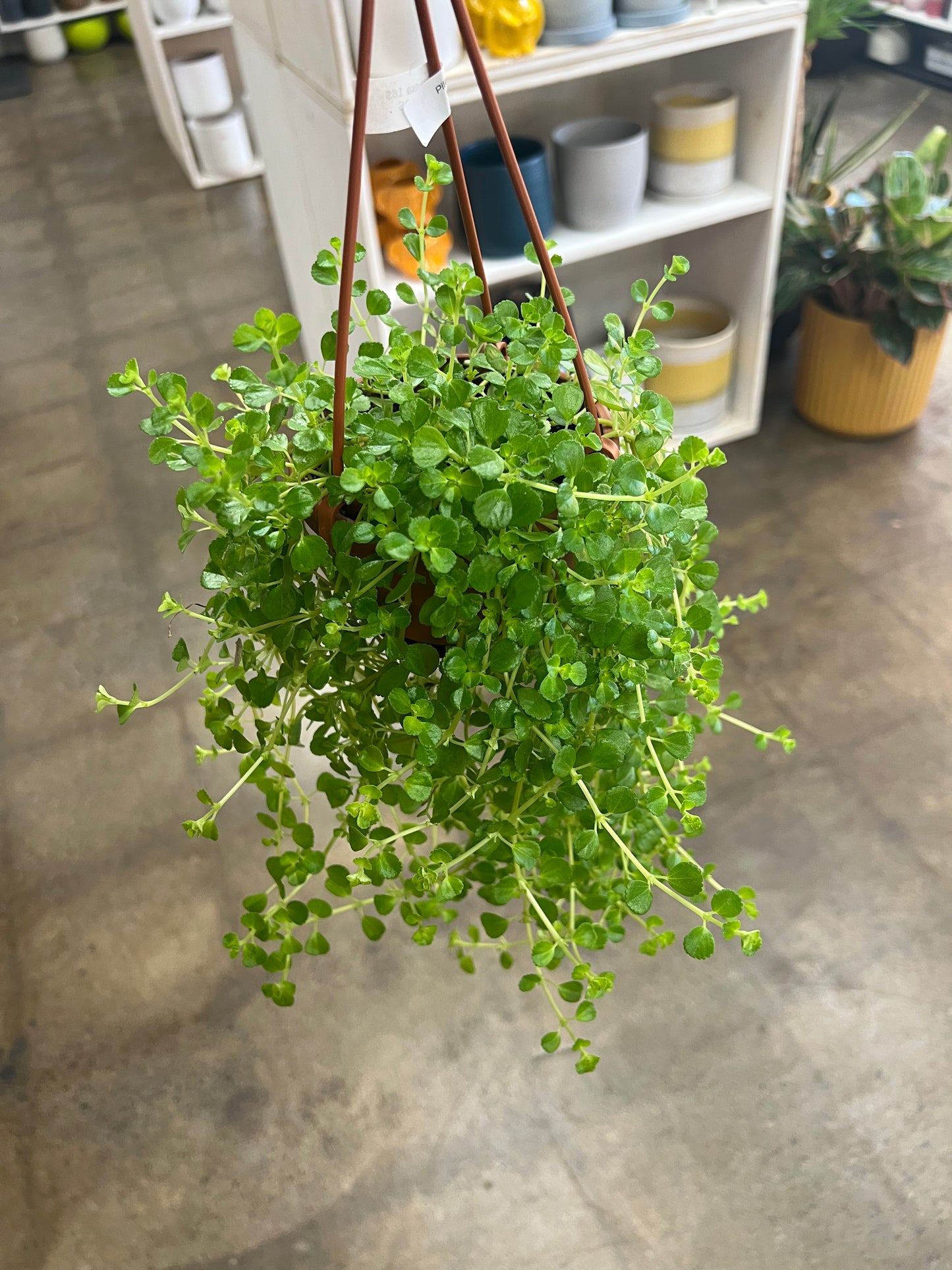 Pilea Depressa