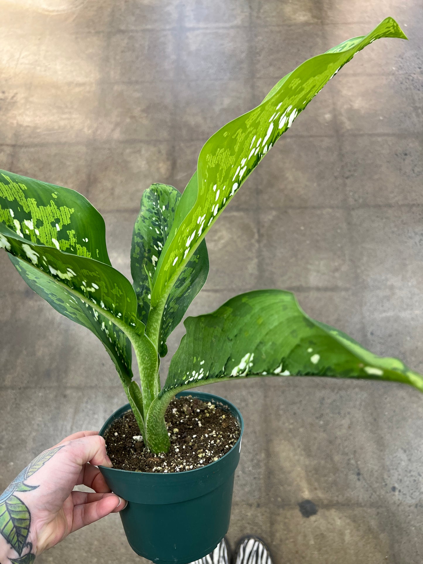 Diffenbachia Crocodile