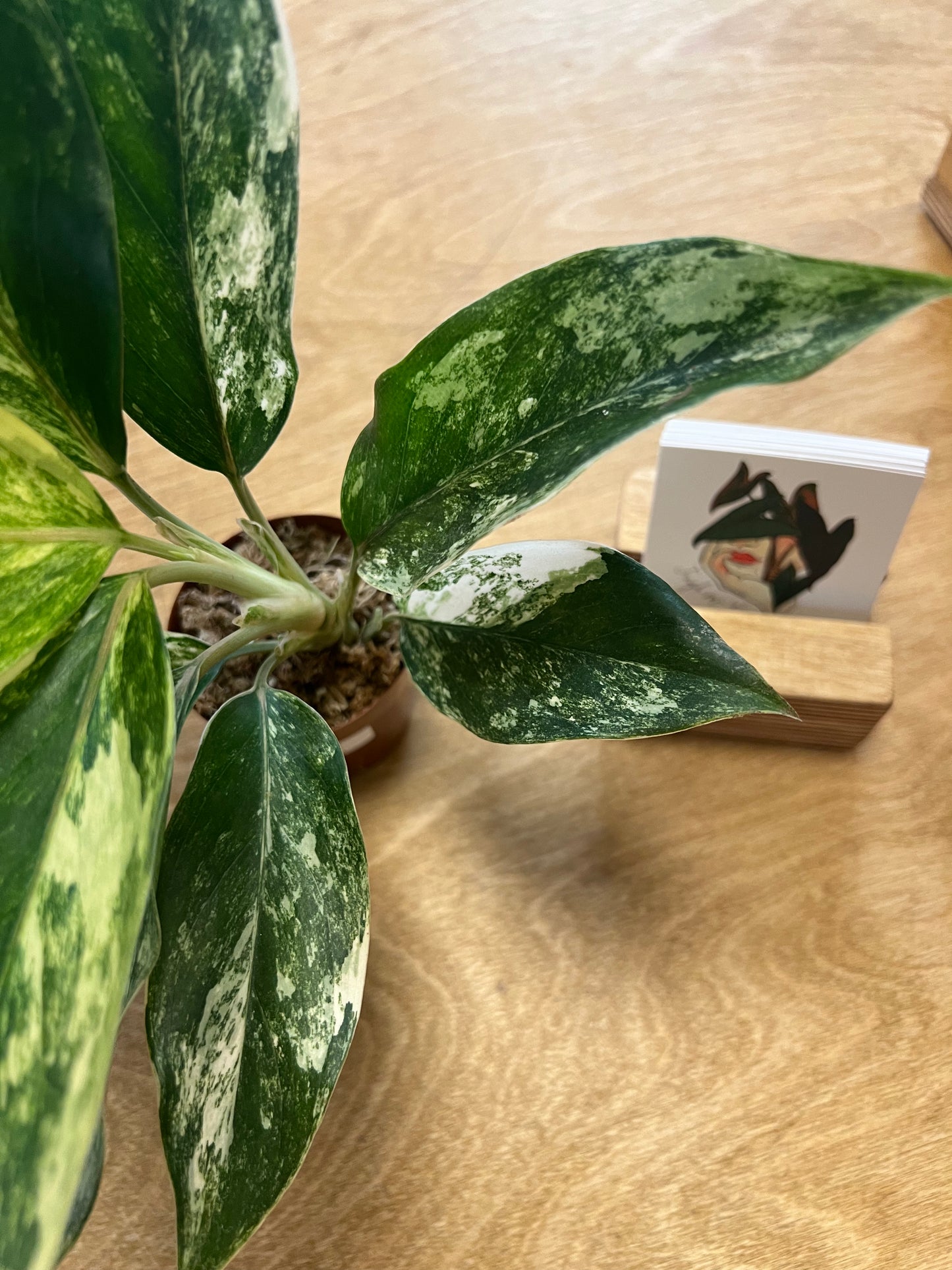 Aglaonema Siam Jade Varigated