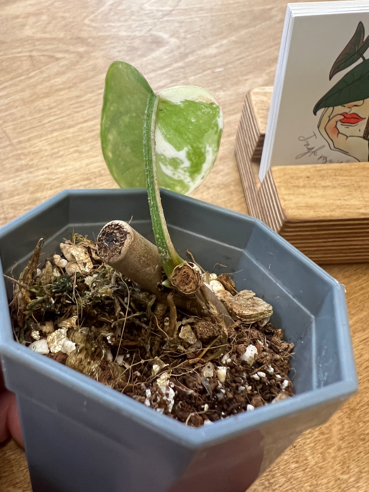 Philodendron Squamiferum Variegated