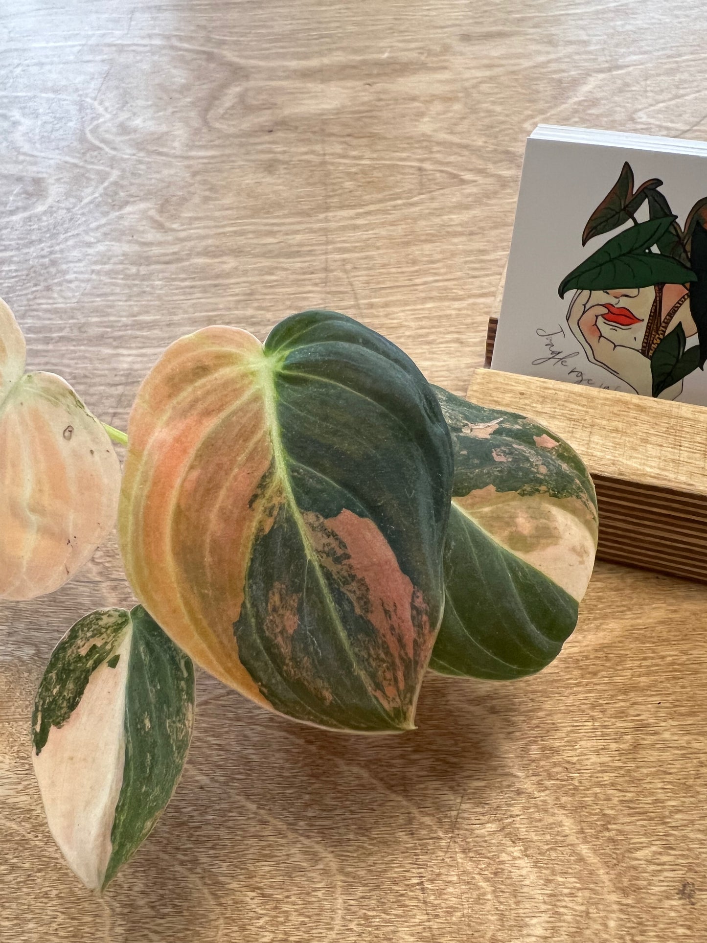 Philodendron Melanochrysum Bonfire Orange #4