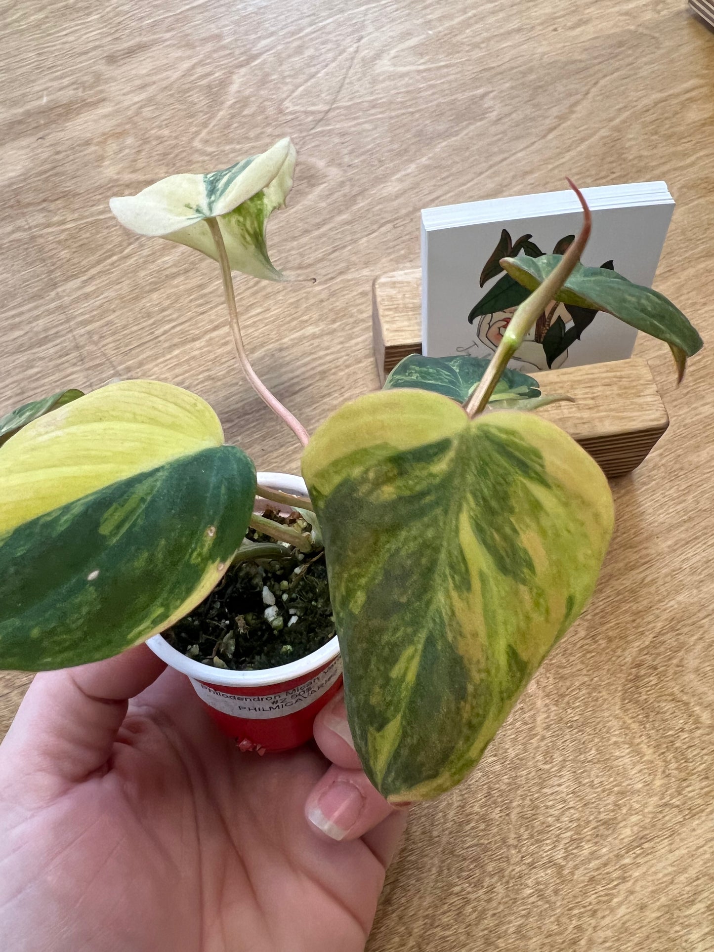 Philodendron Mican Variegata #2