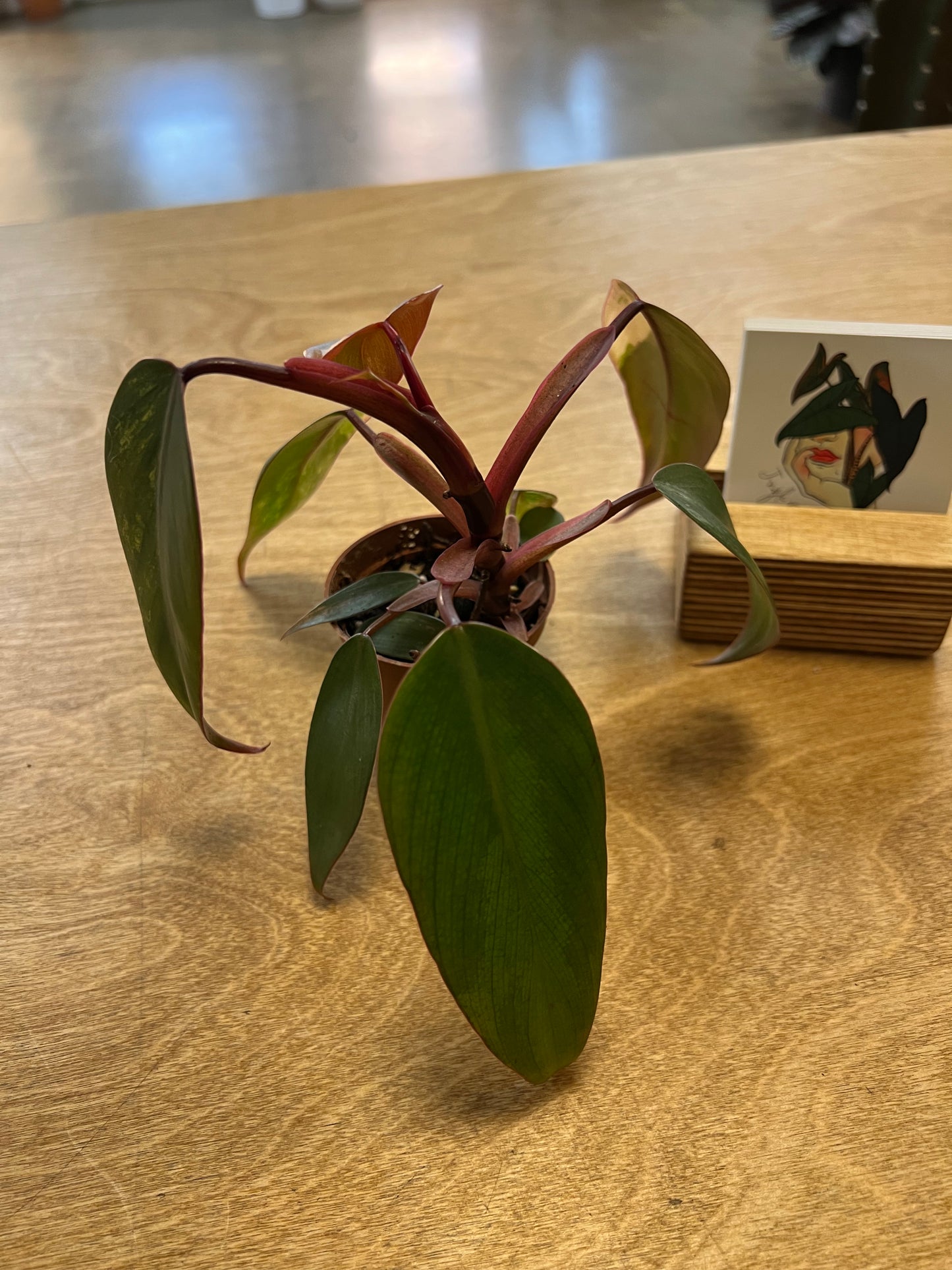 Philodendron Strawberry Shake #3