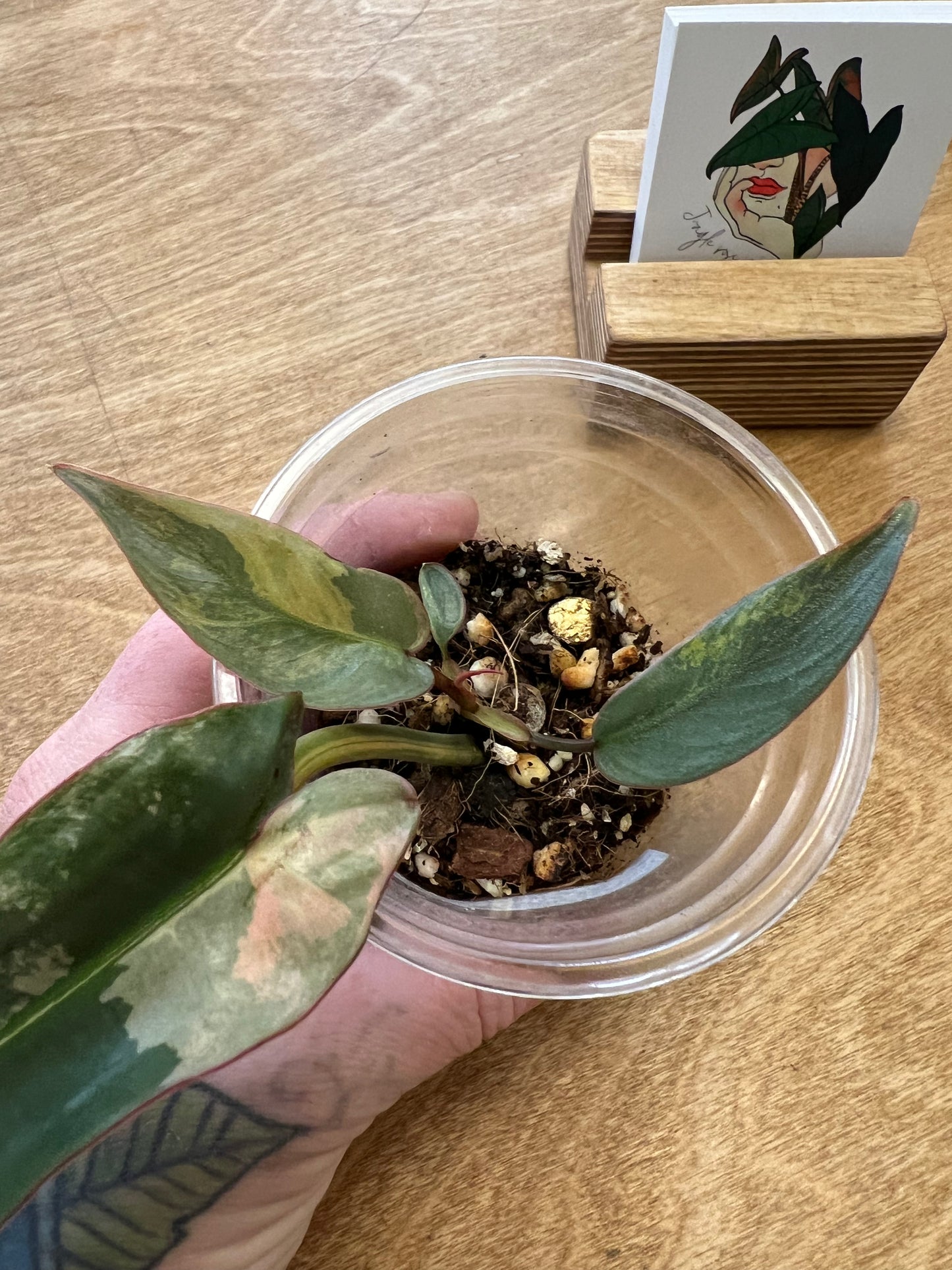 Philodendron Atabapoense Pink Variegated #1