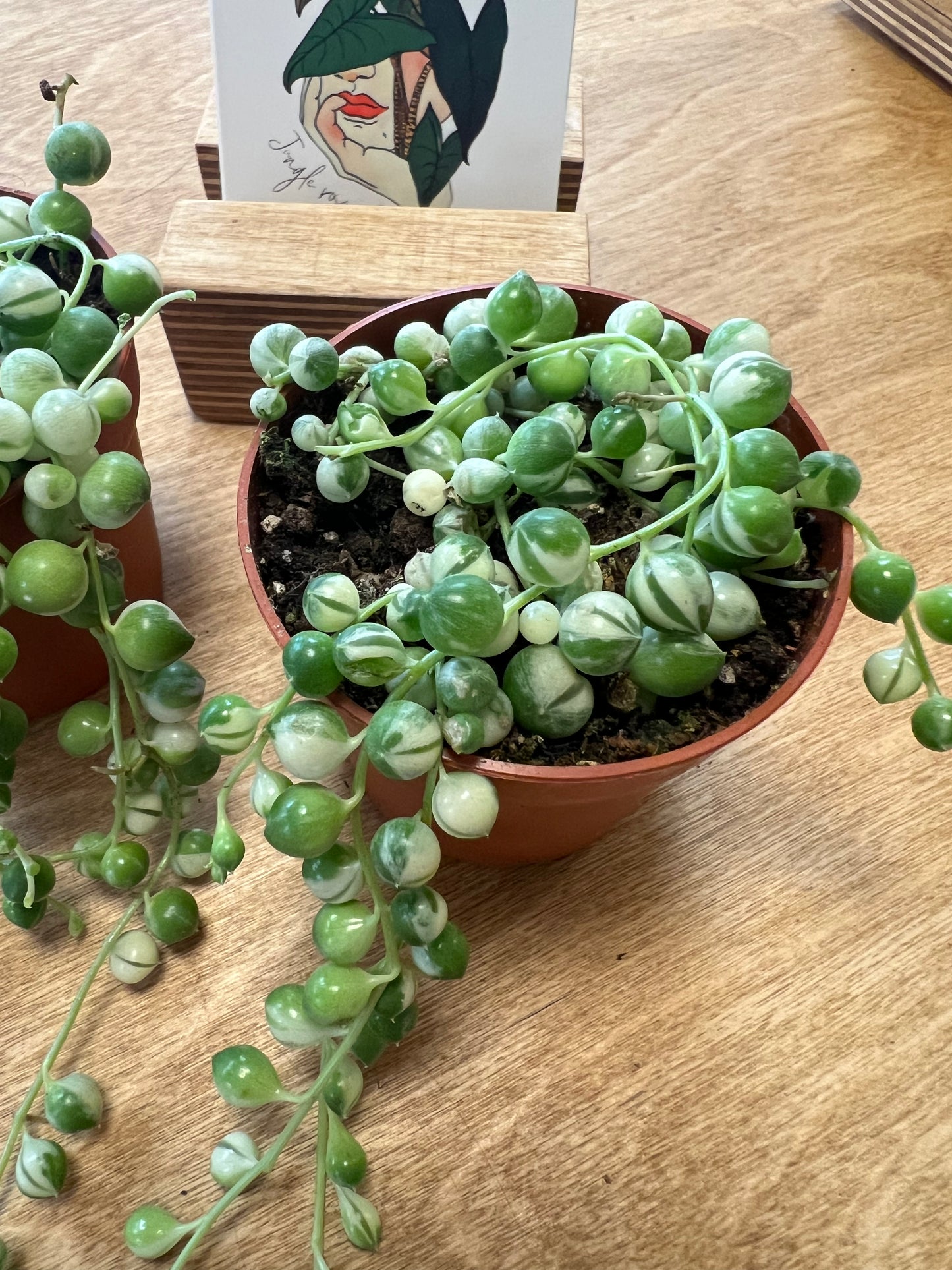 Chaînes de Perles Panaché