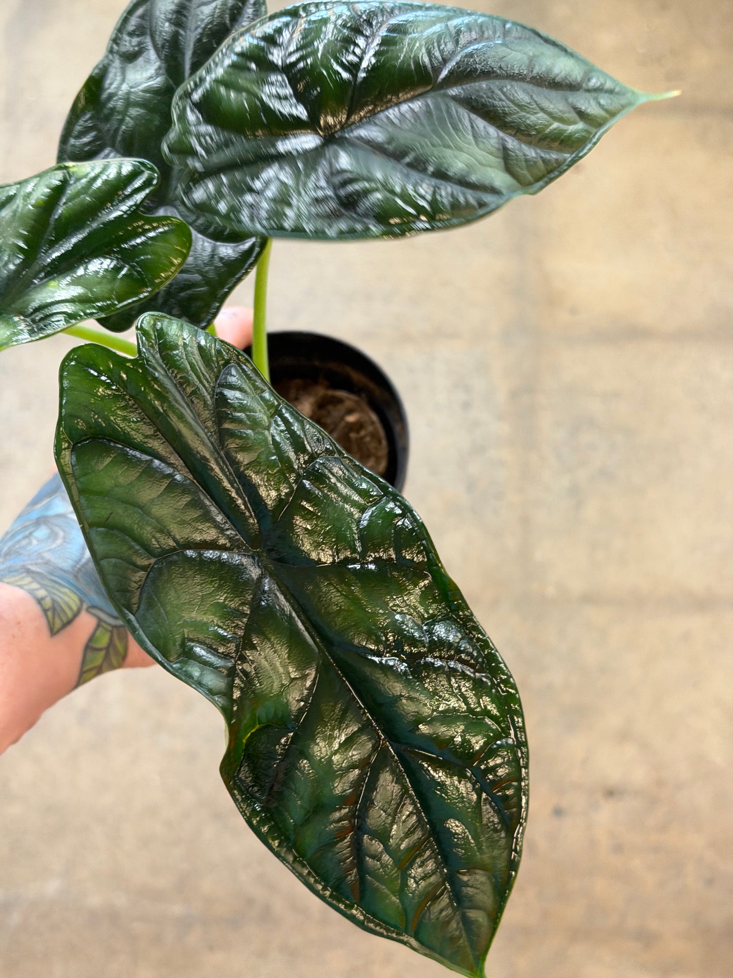 Alocasia Dragon Scale