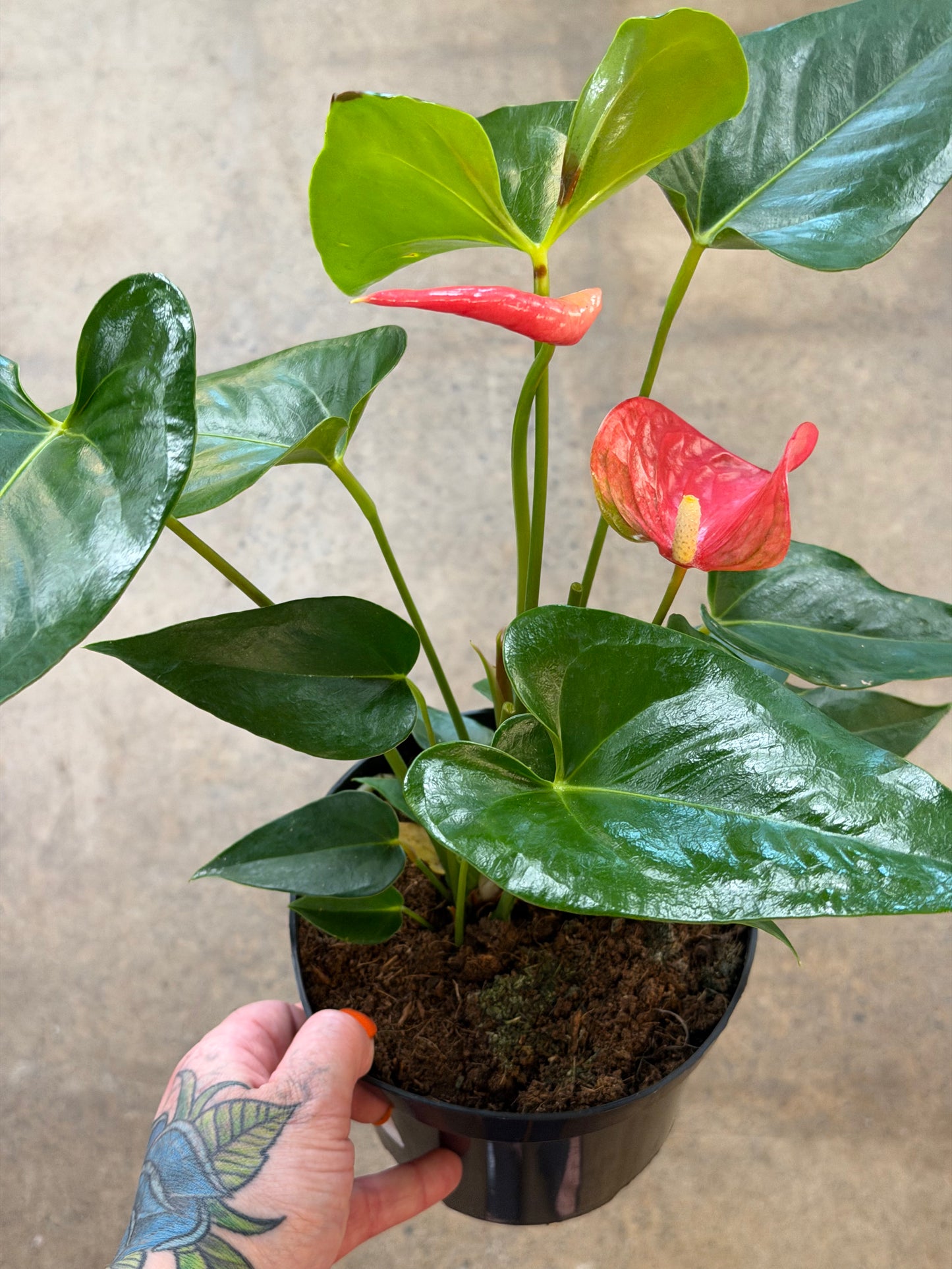 Pink Anthurium