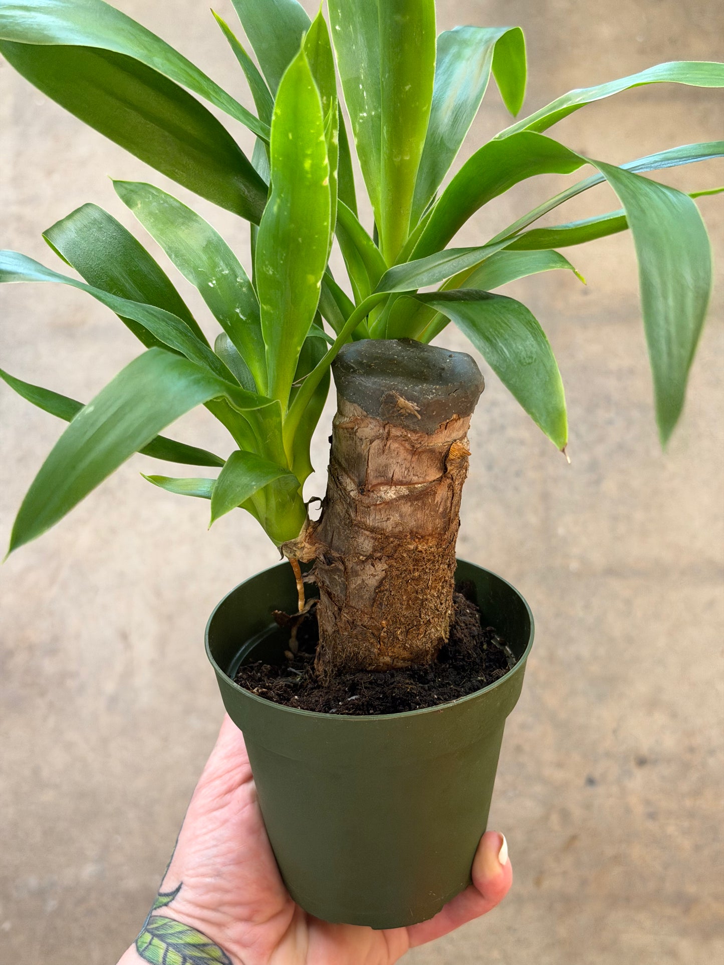 Yucca Cane