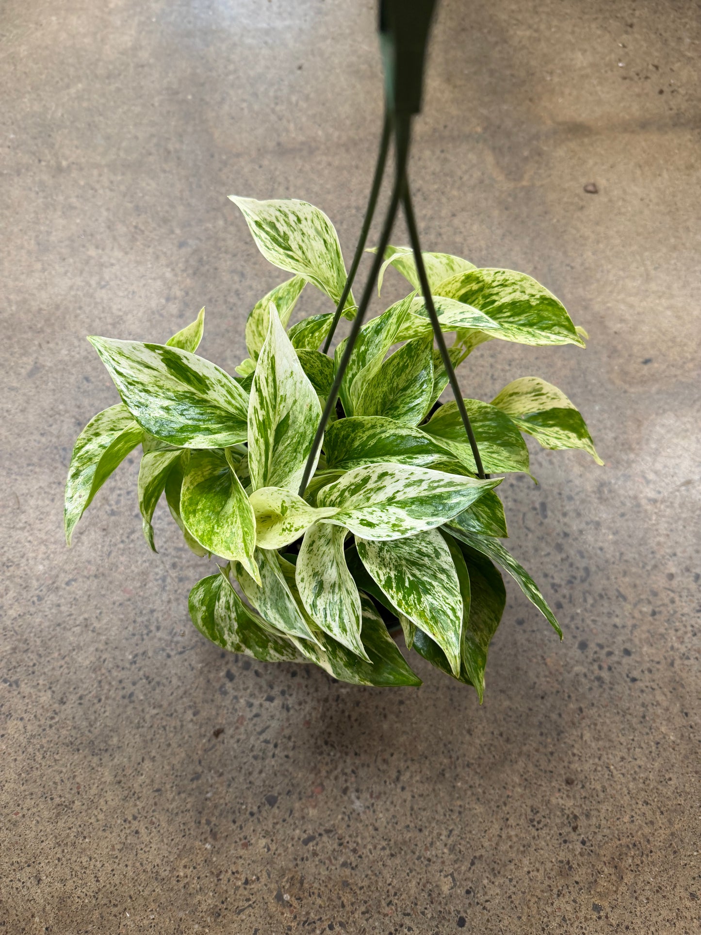 Pothos Marble Queen