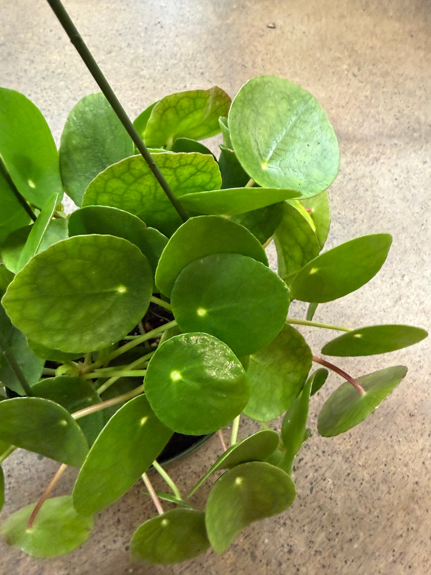 Pilea Peperomioides