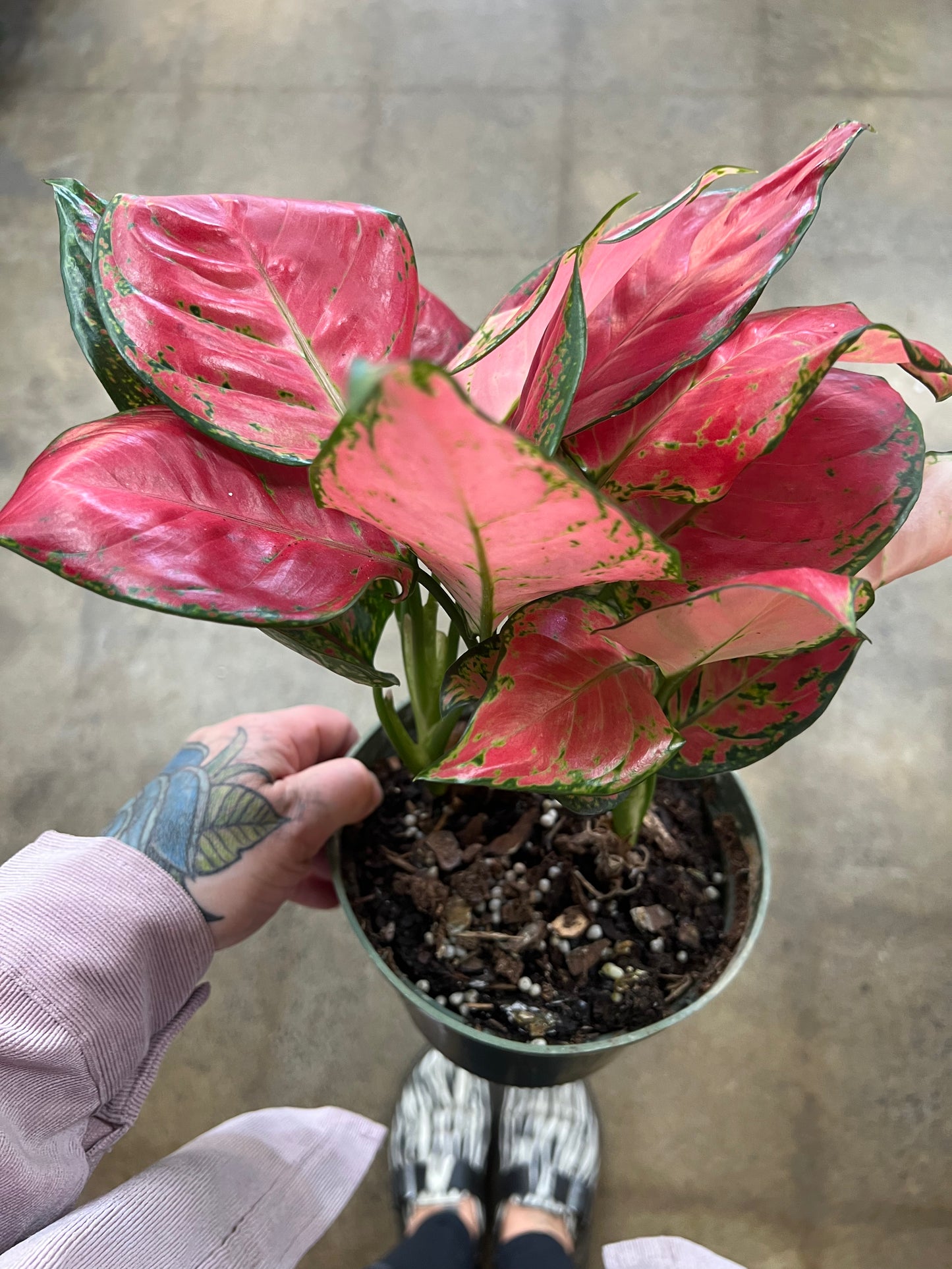 Aglaonema Beauty