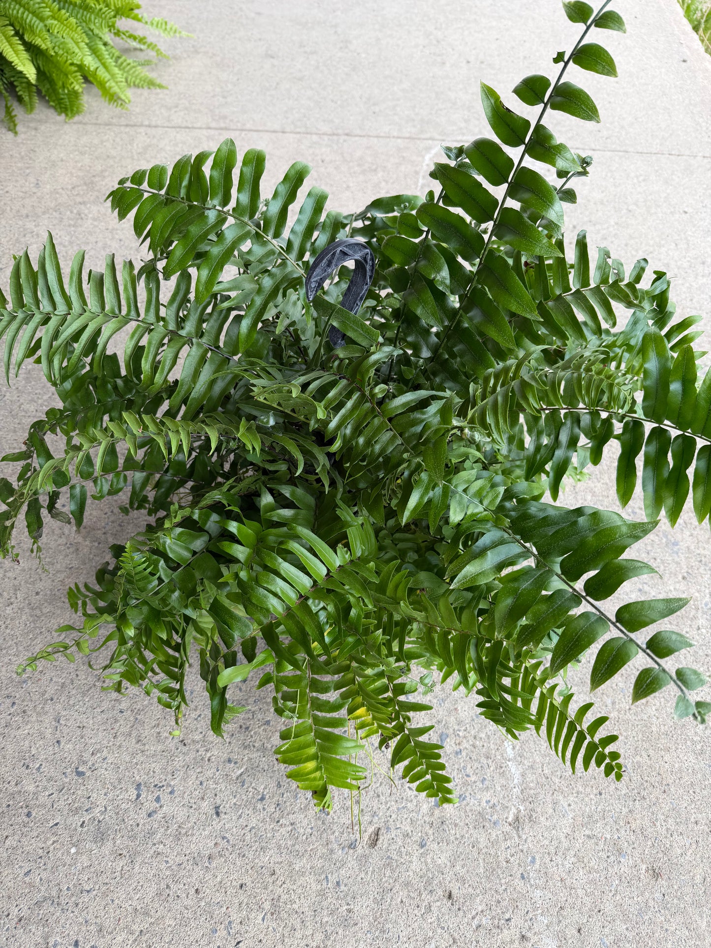 Fern Macho