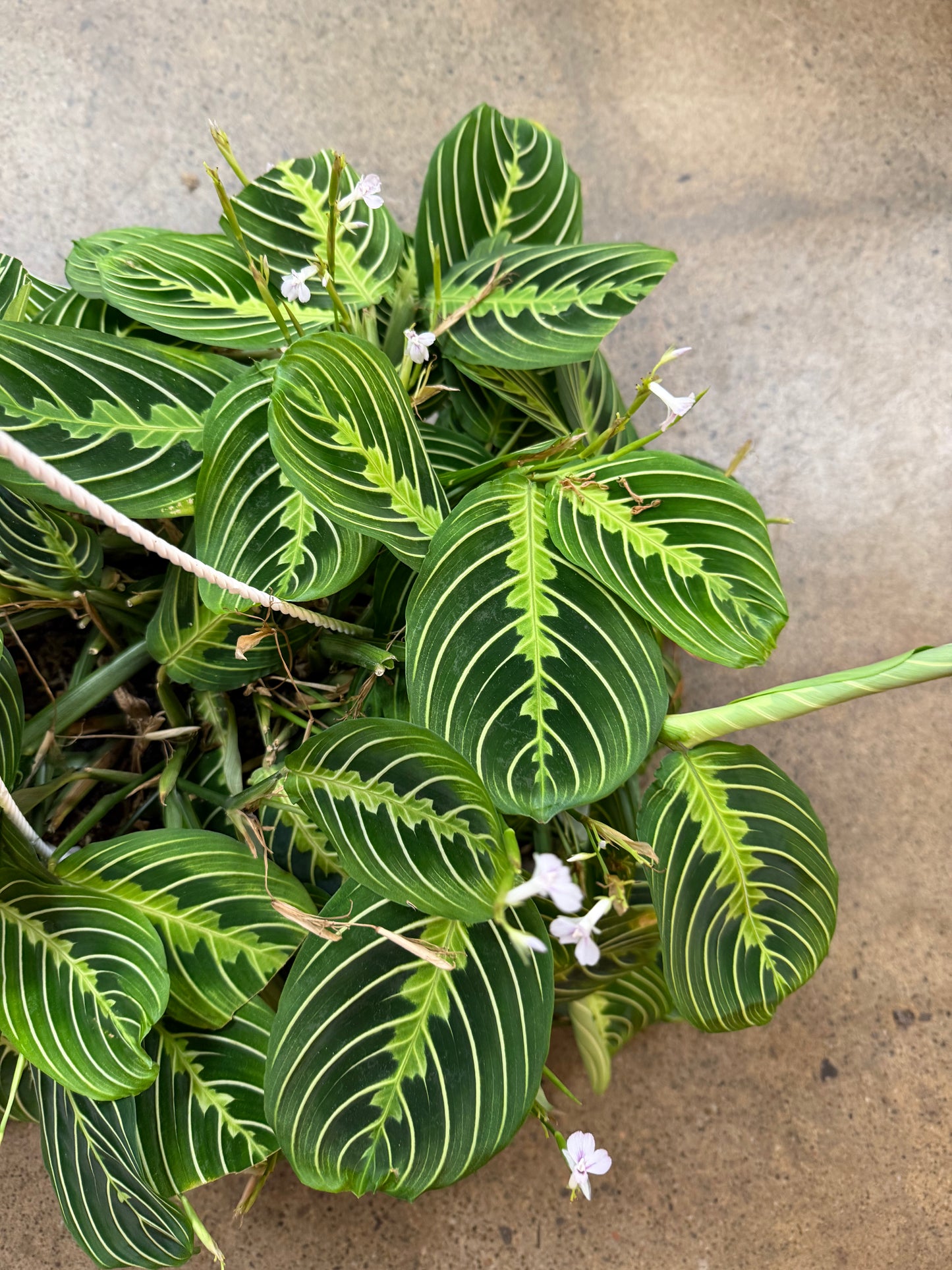 Maranta Lime