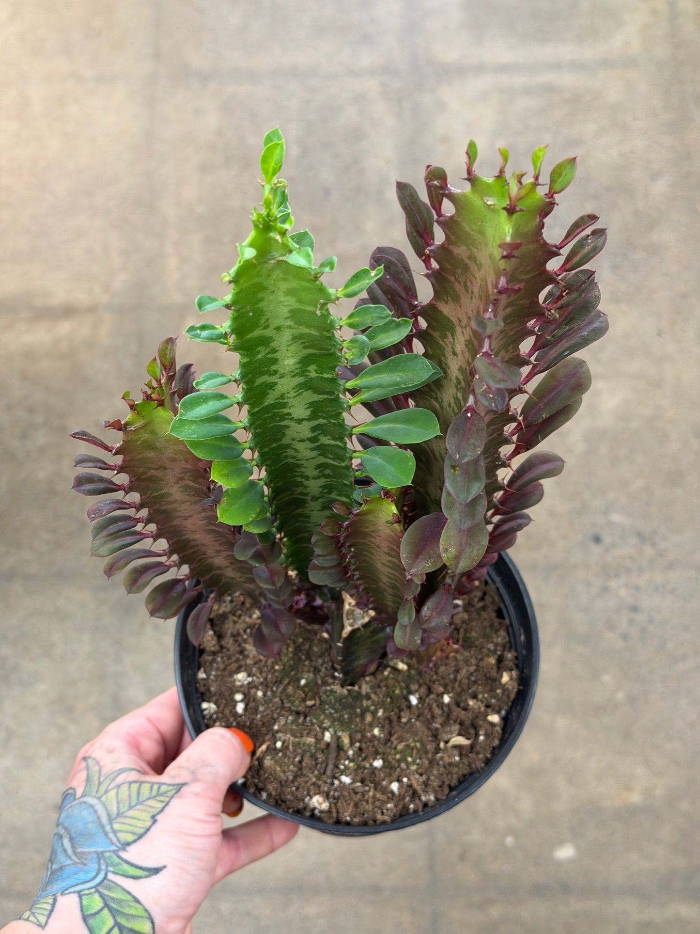 Euphorbia Trigona Rubra