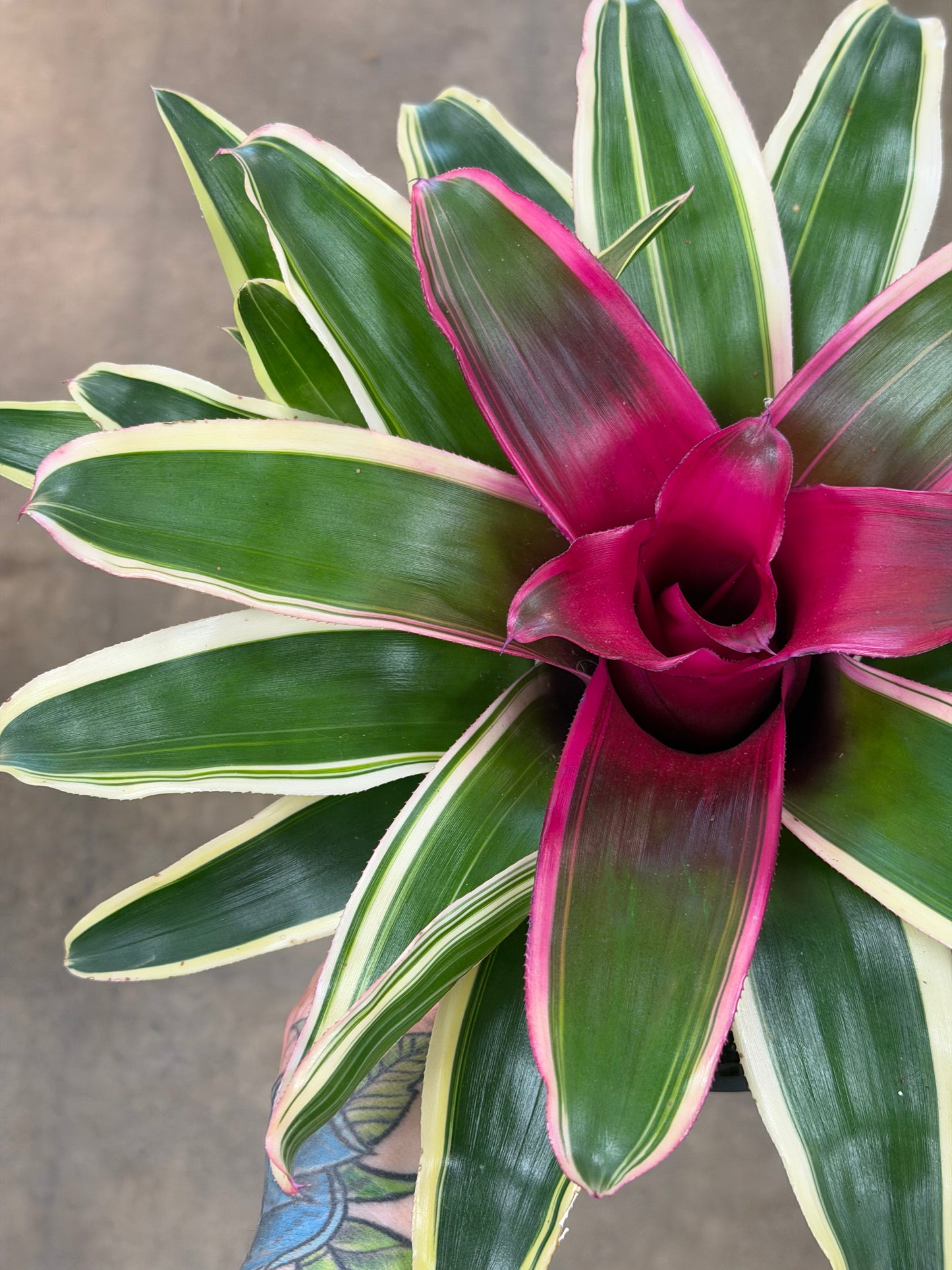Bromelia Neoregelia Wolfgang