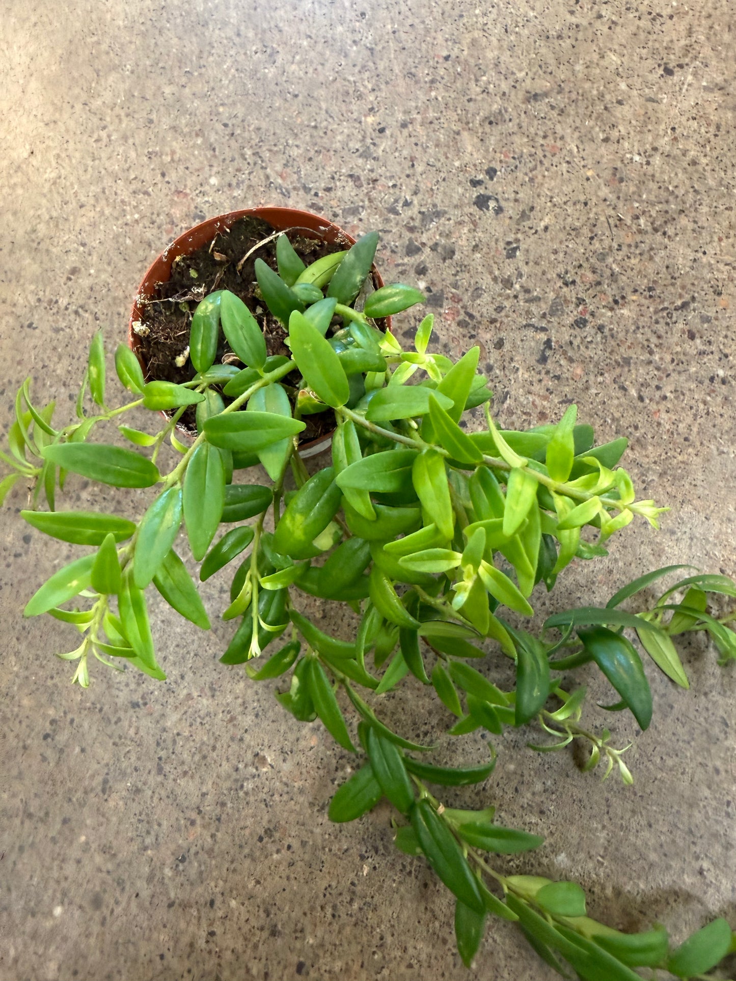 Aeschynanthus Japhrolepis