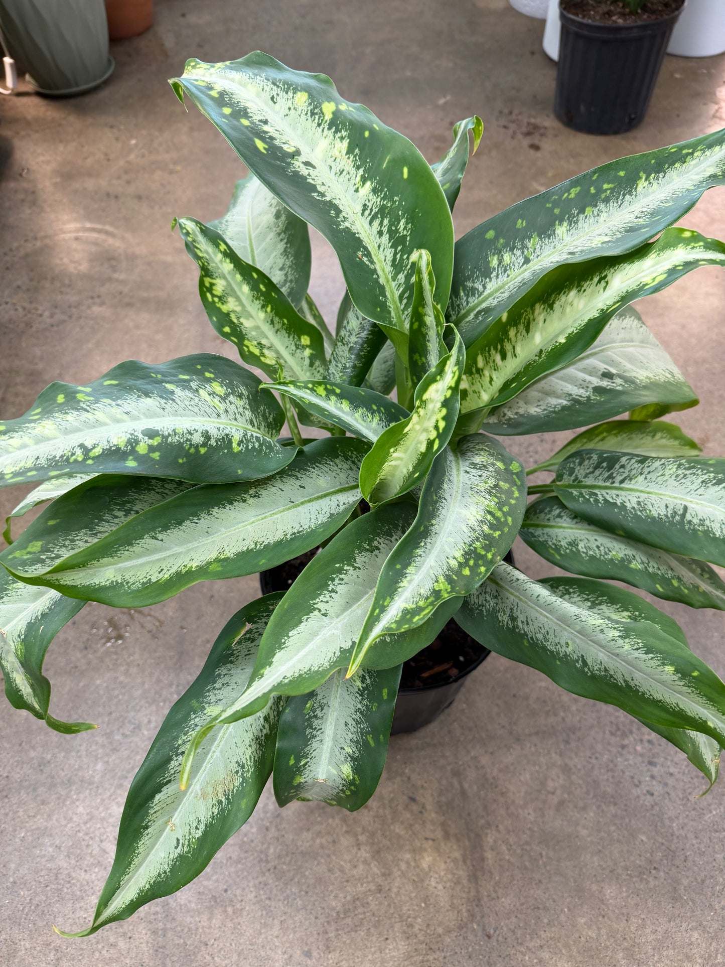 Dieffenbachia Panther